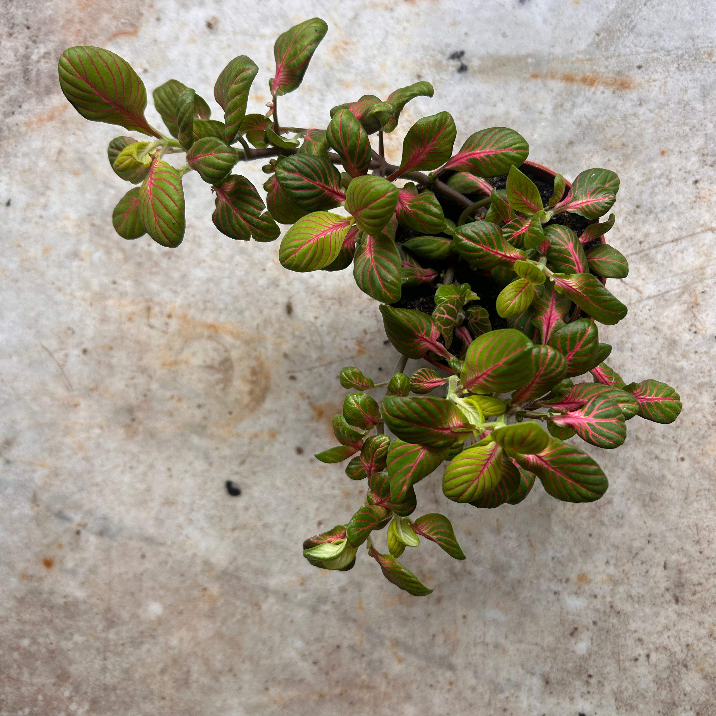 Fittonia varieties (Nerve plant/ Mosaic plant)