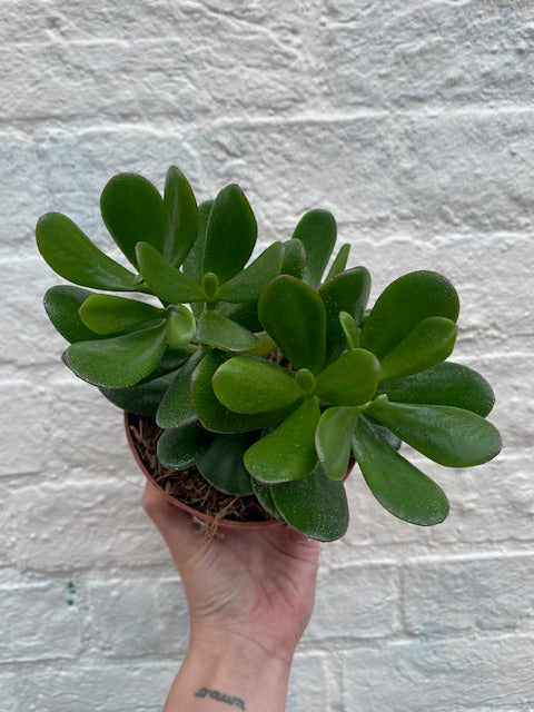 Crassula ovata (Jade plant/Succulent)