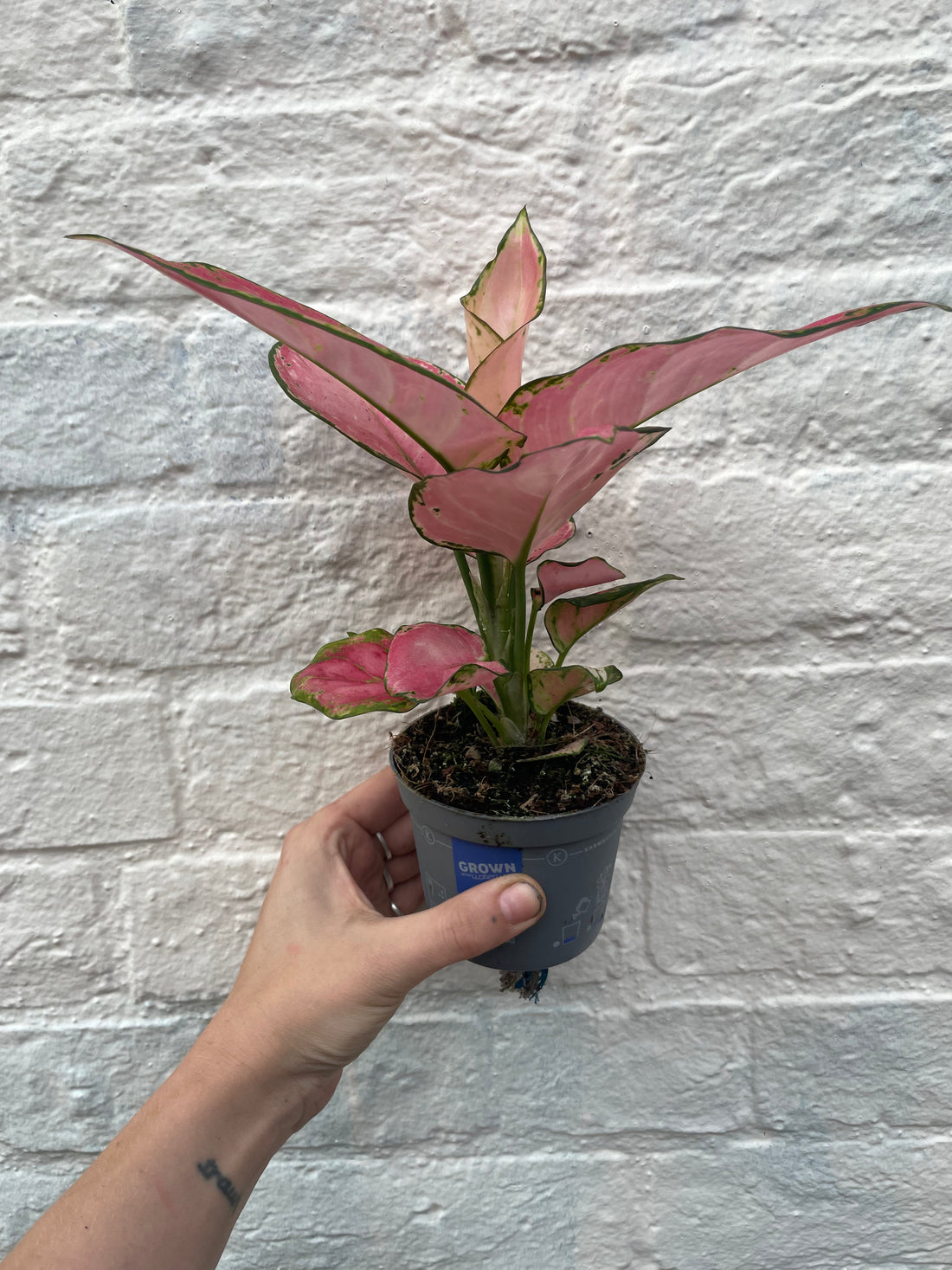 Aglaonema &