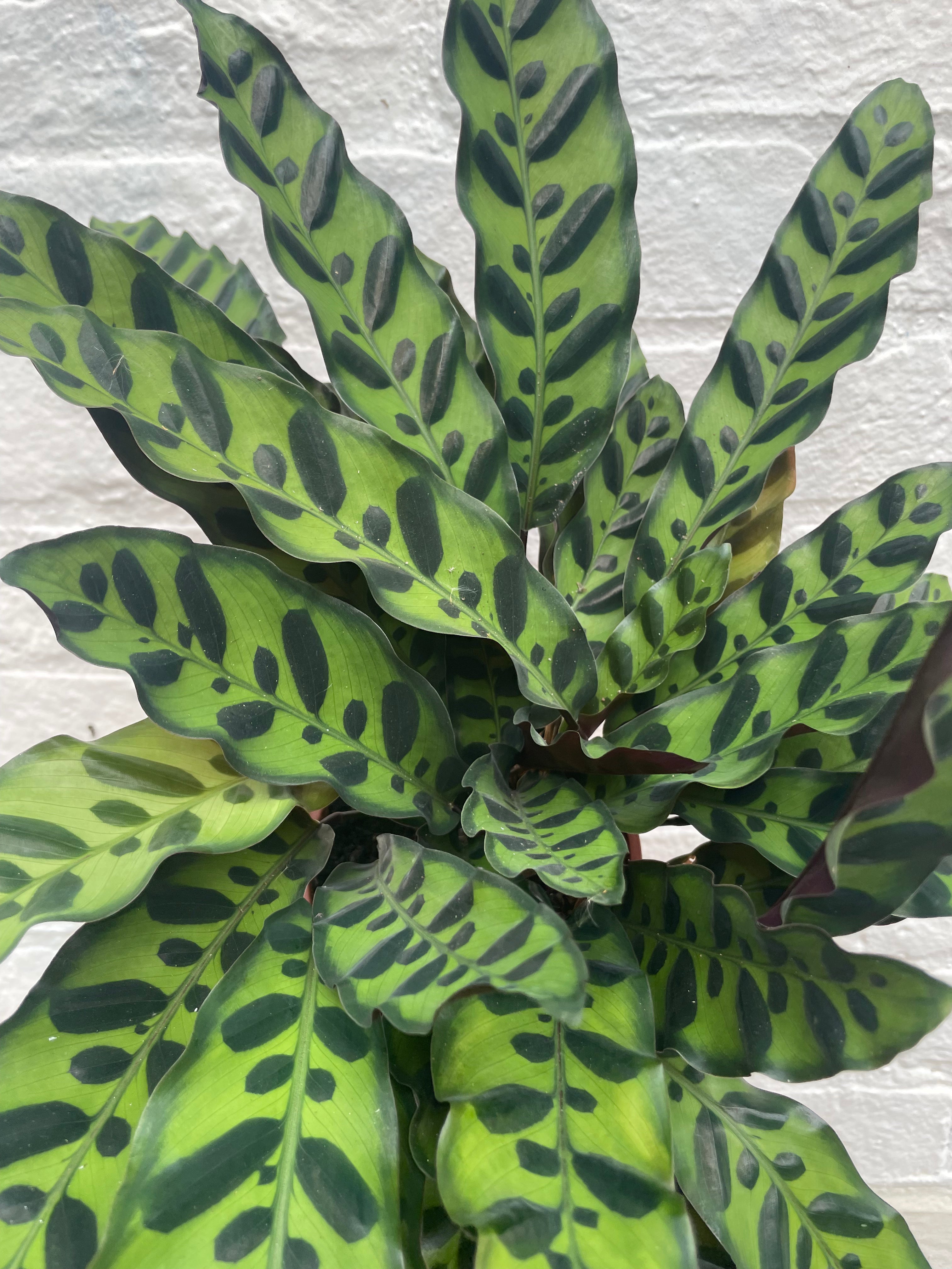 Goeppertia insignis syn. Calathea lancifolia (Rattlesnake plant/ Prayer Plant)