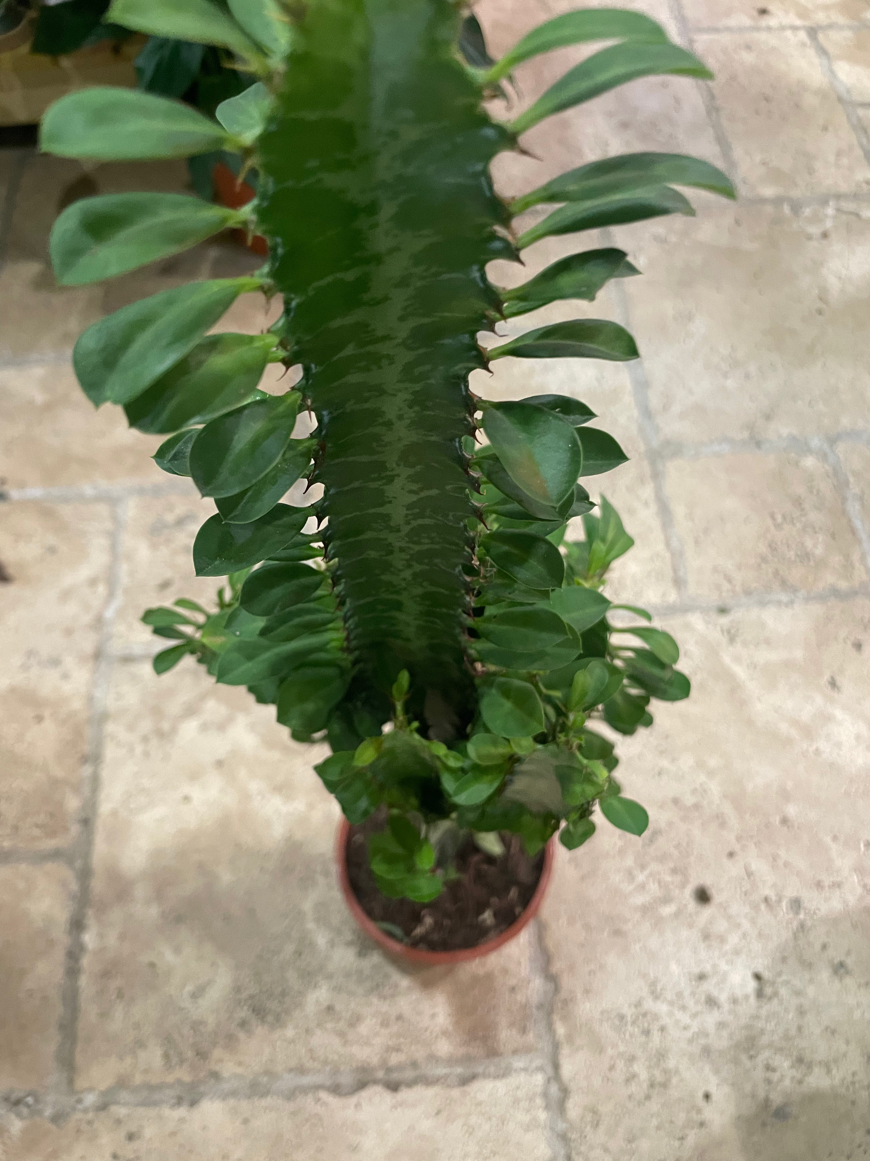 Euphorbia trigona (African Milk Tree)