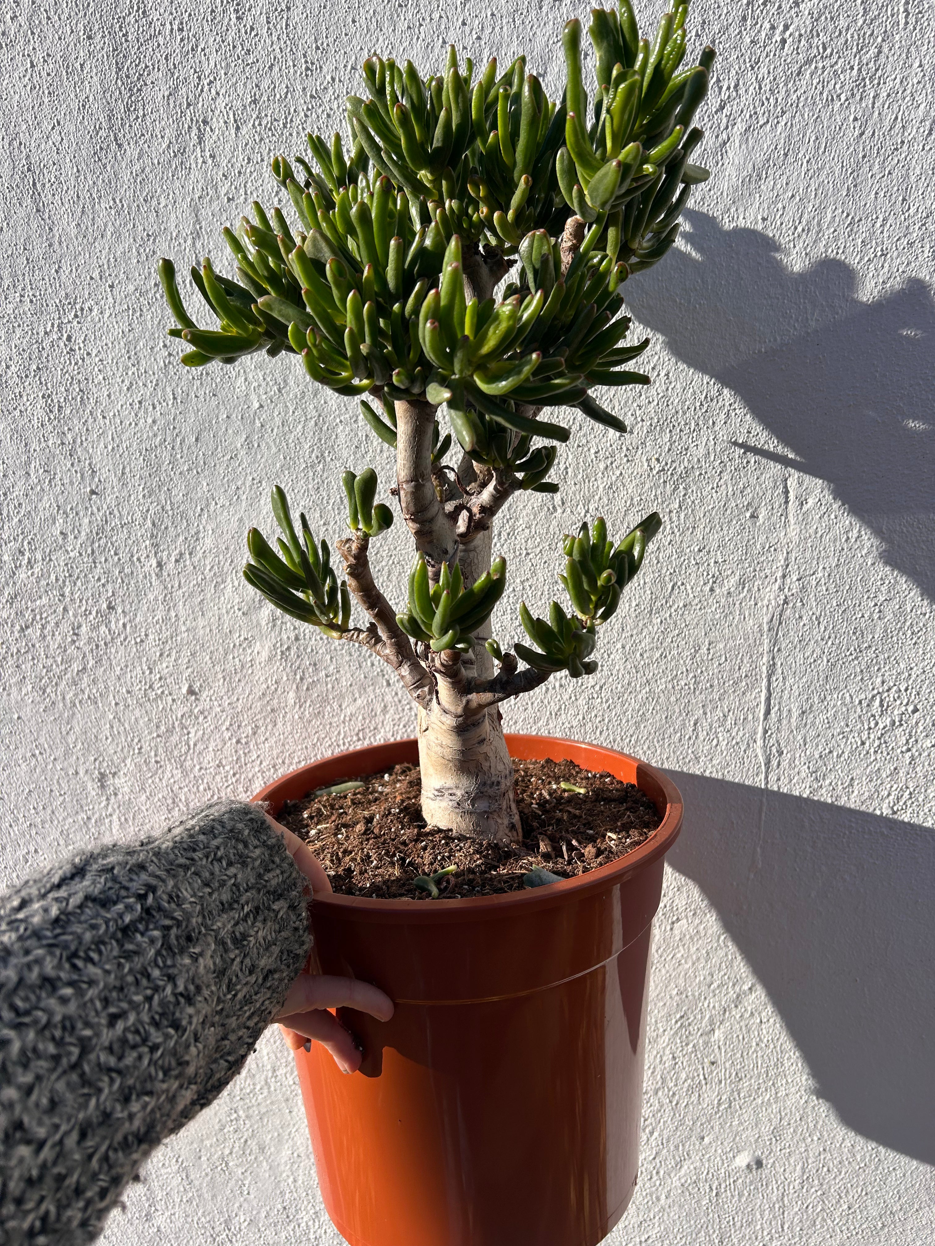 Crassula ovata &
