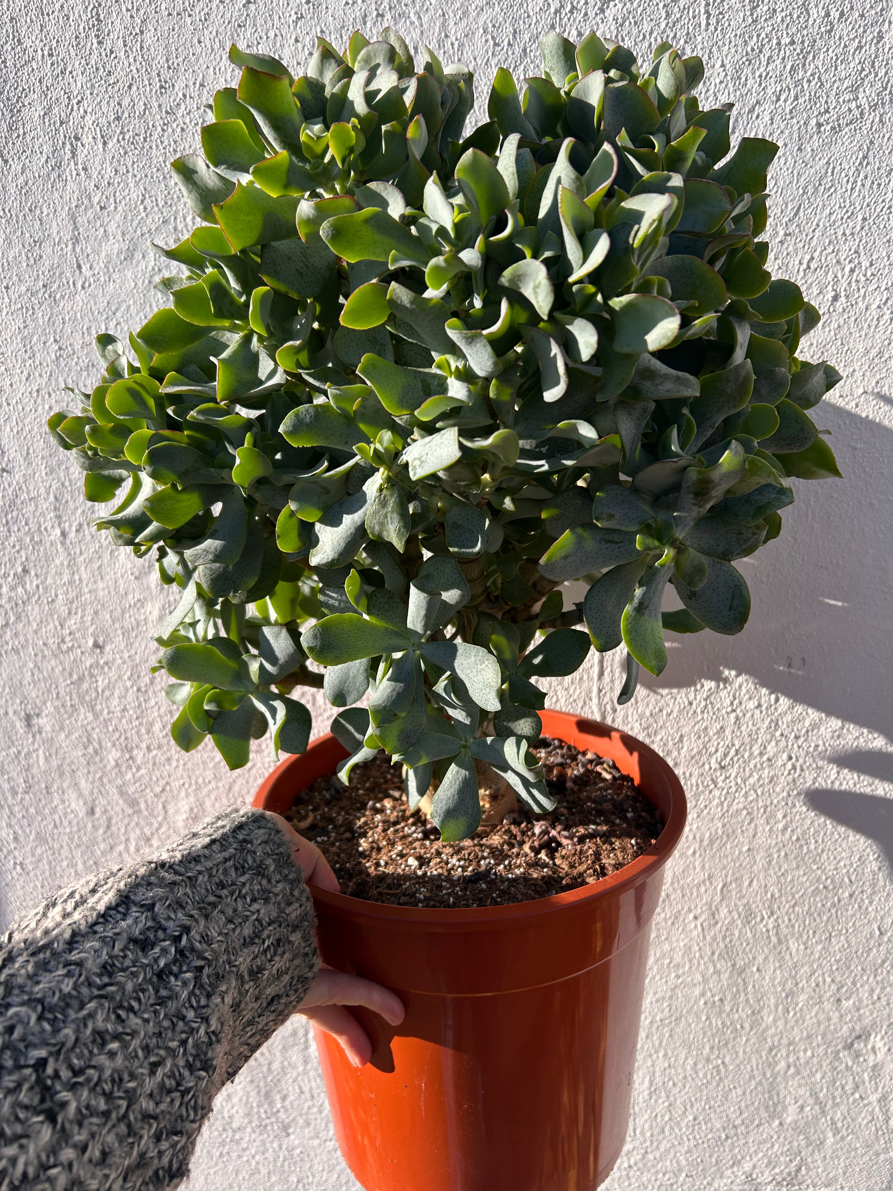 Crassula aborescens undulatifolia &