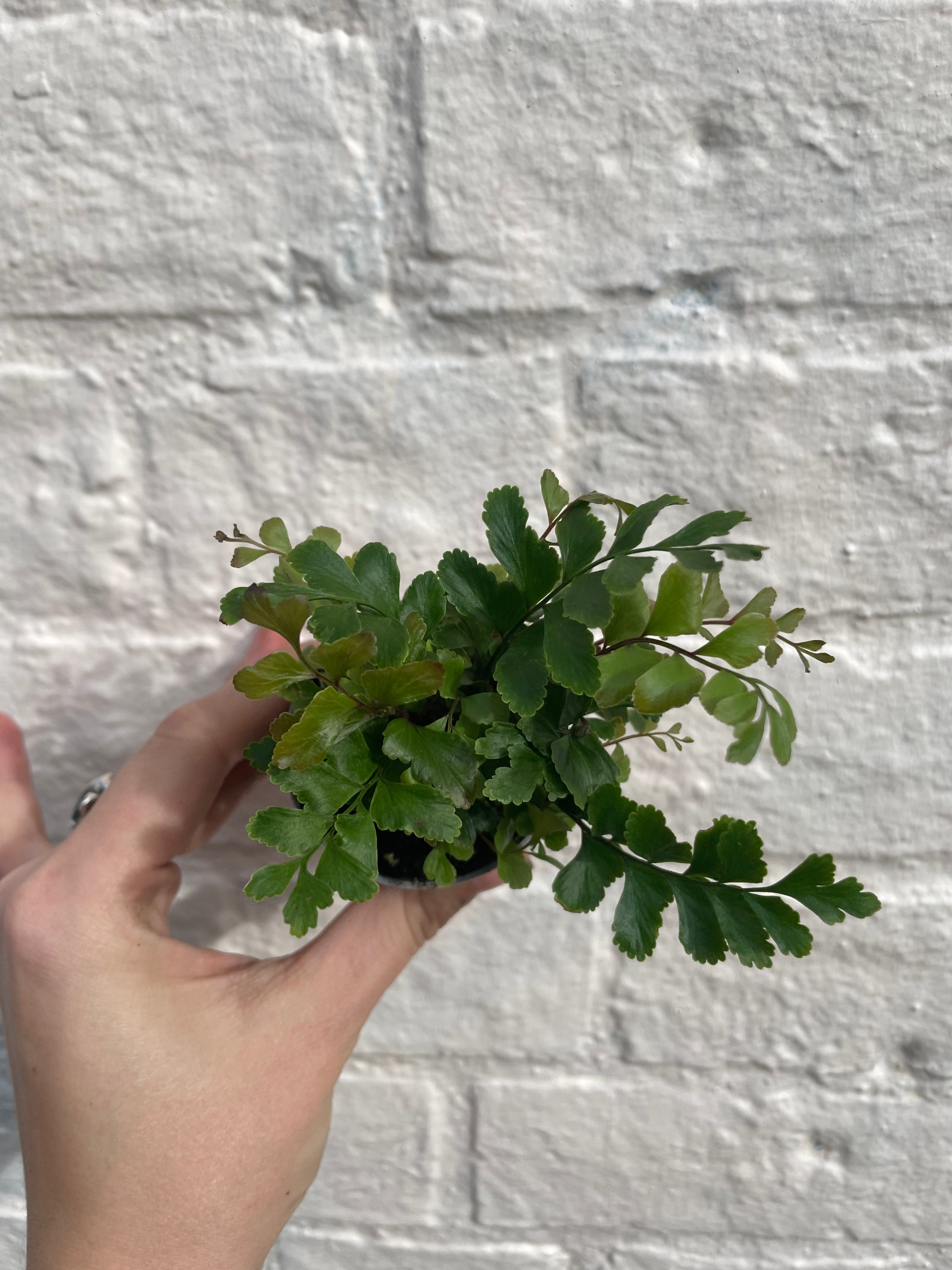 Didymochlaena truncatula (Mahogany Maidenhair Fern)