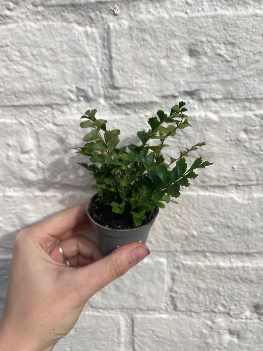 Didymochlaena truncatula (Mahogany Maidenhair Fern)