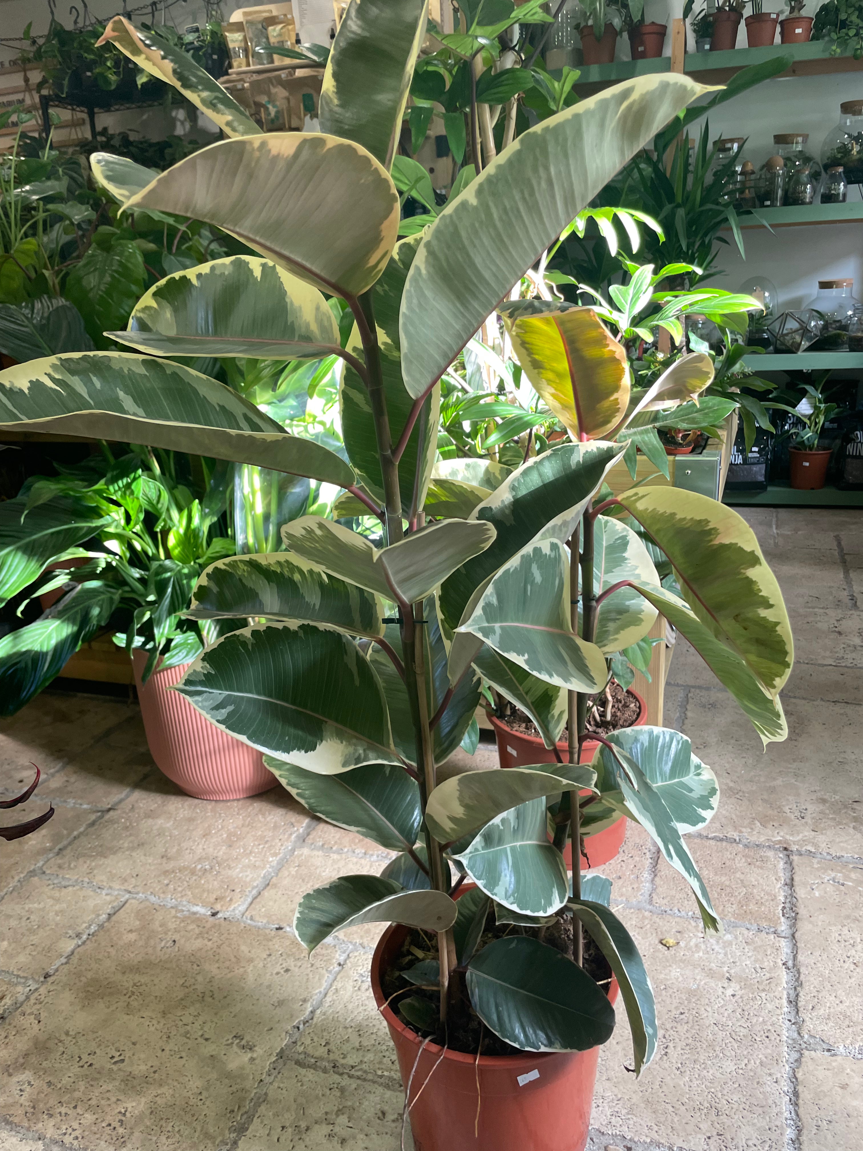 Ficus elastica (Rubber Plant) -5 varieties available