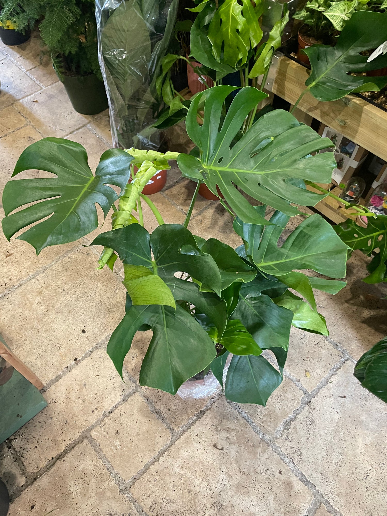 Monstera Deliciosa (Cheese Plant / Swiss Cheese Plant) - Various Sizes