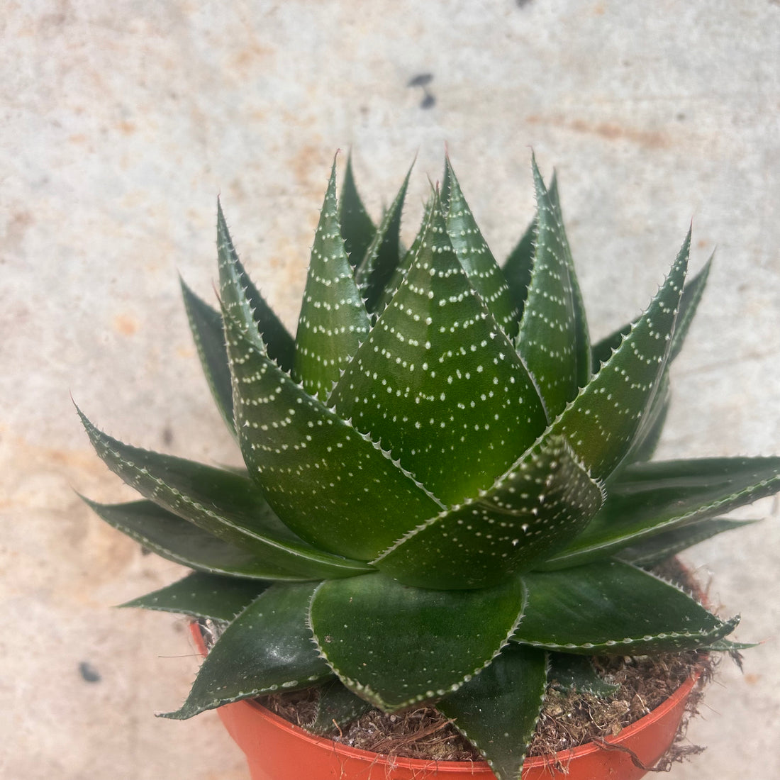 Aloe aristata &