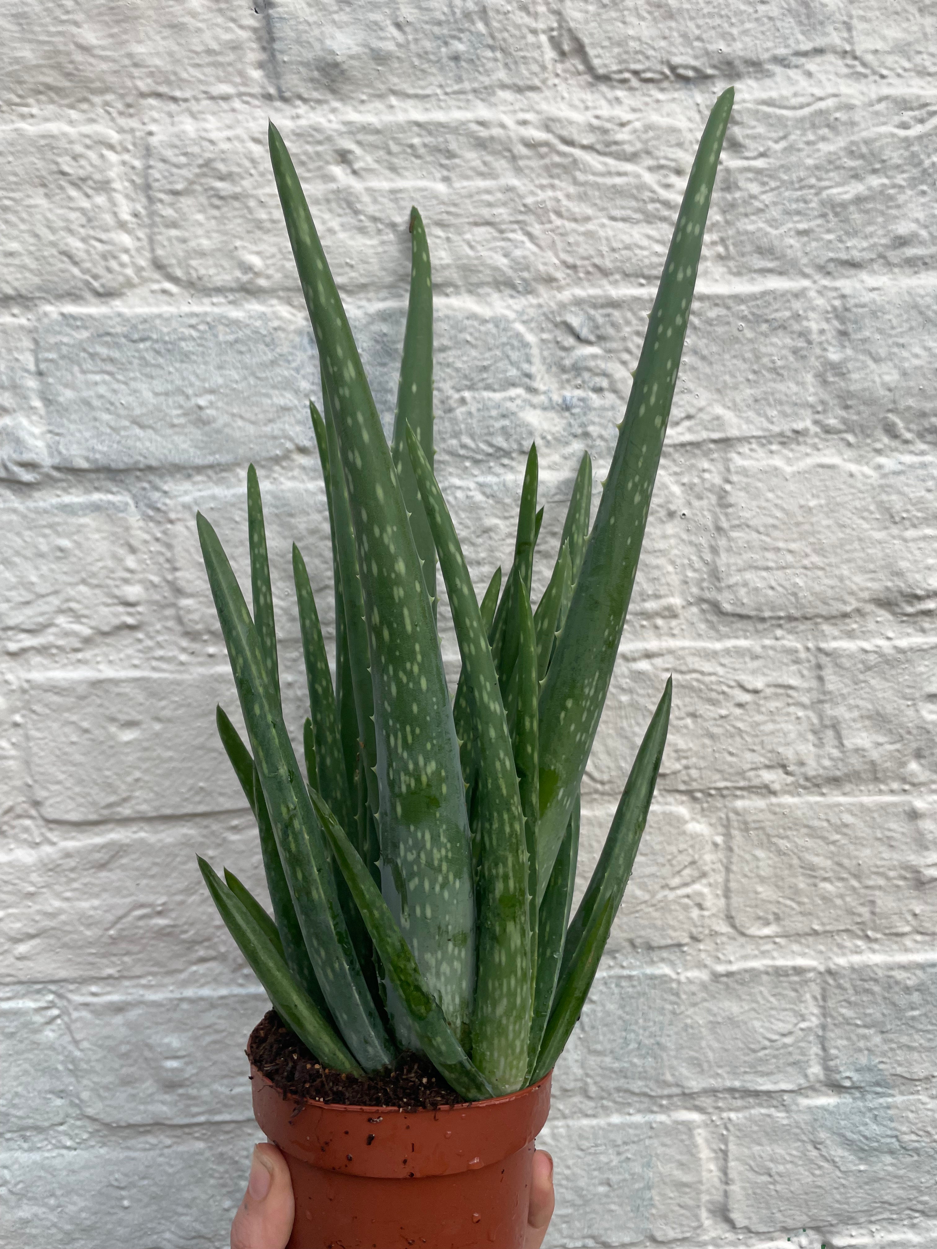 Aloe vera (Succulent plant)