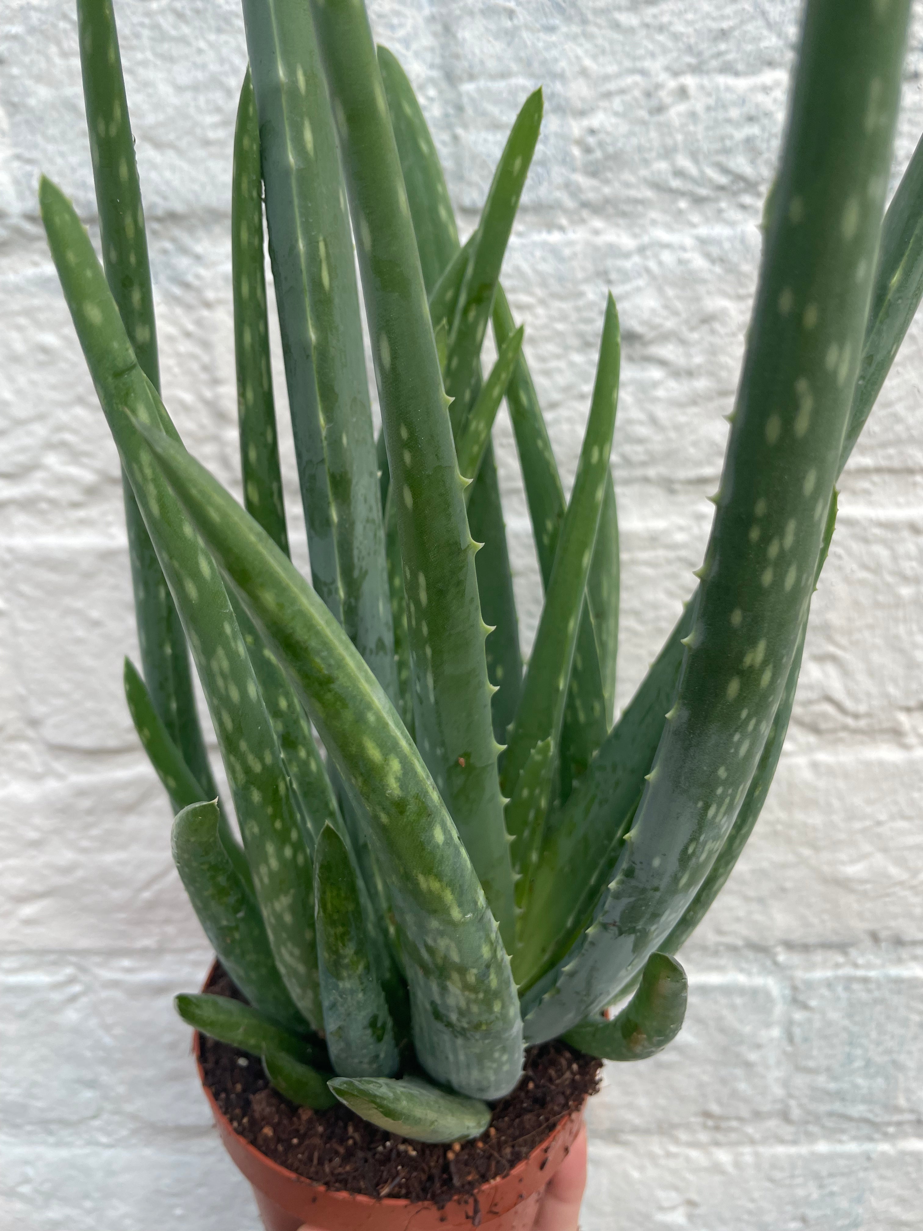 Aloe vera (Succulent plant)