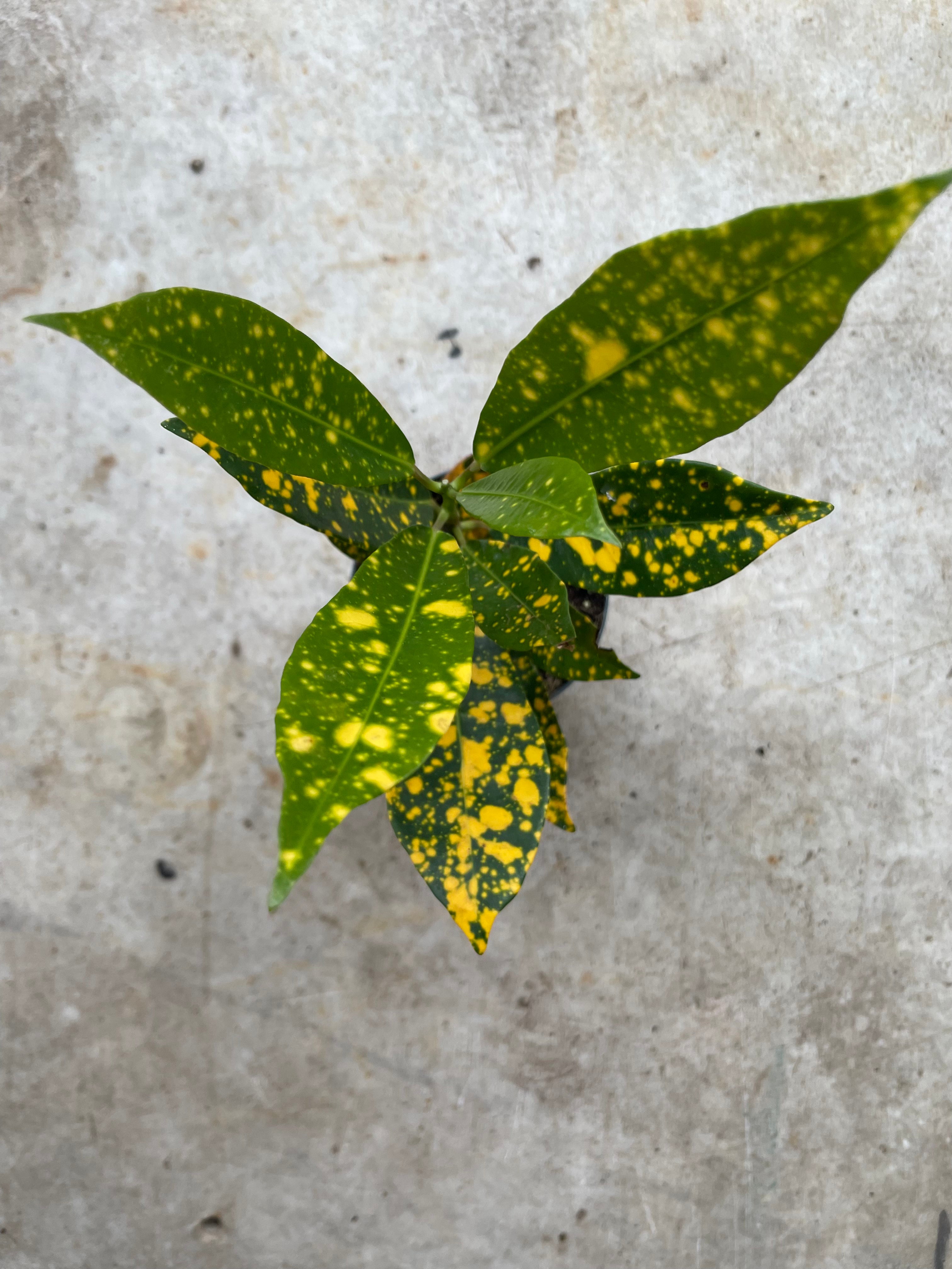 Codiaeum variagata Varieties (Croton/ Josephs Coat)