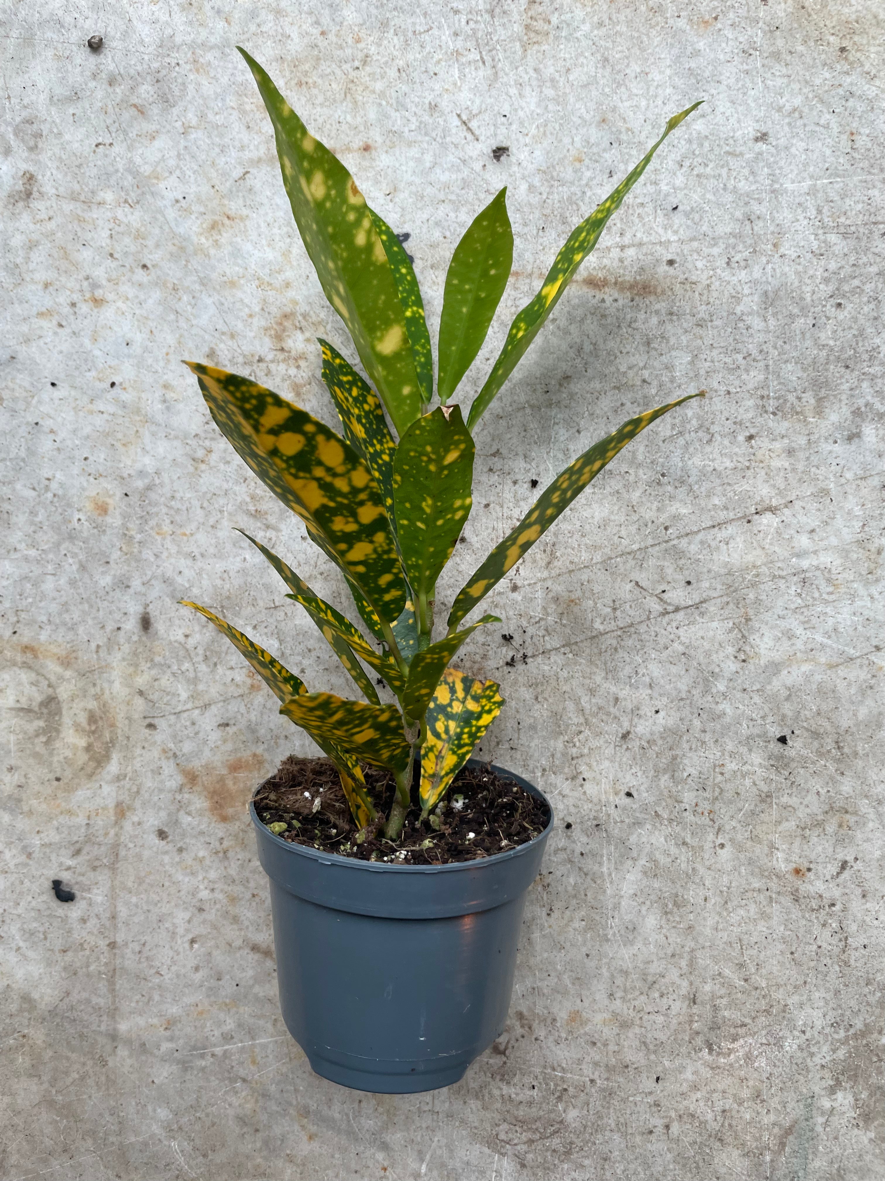 Codiaeum variagata Varieties (Croton/ Josephs Coat)