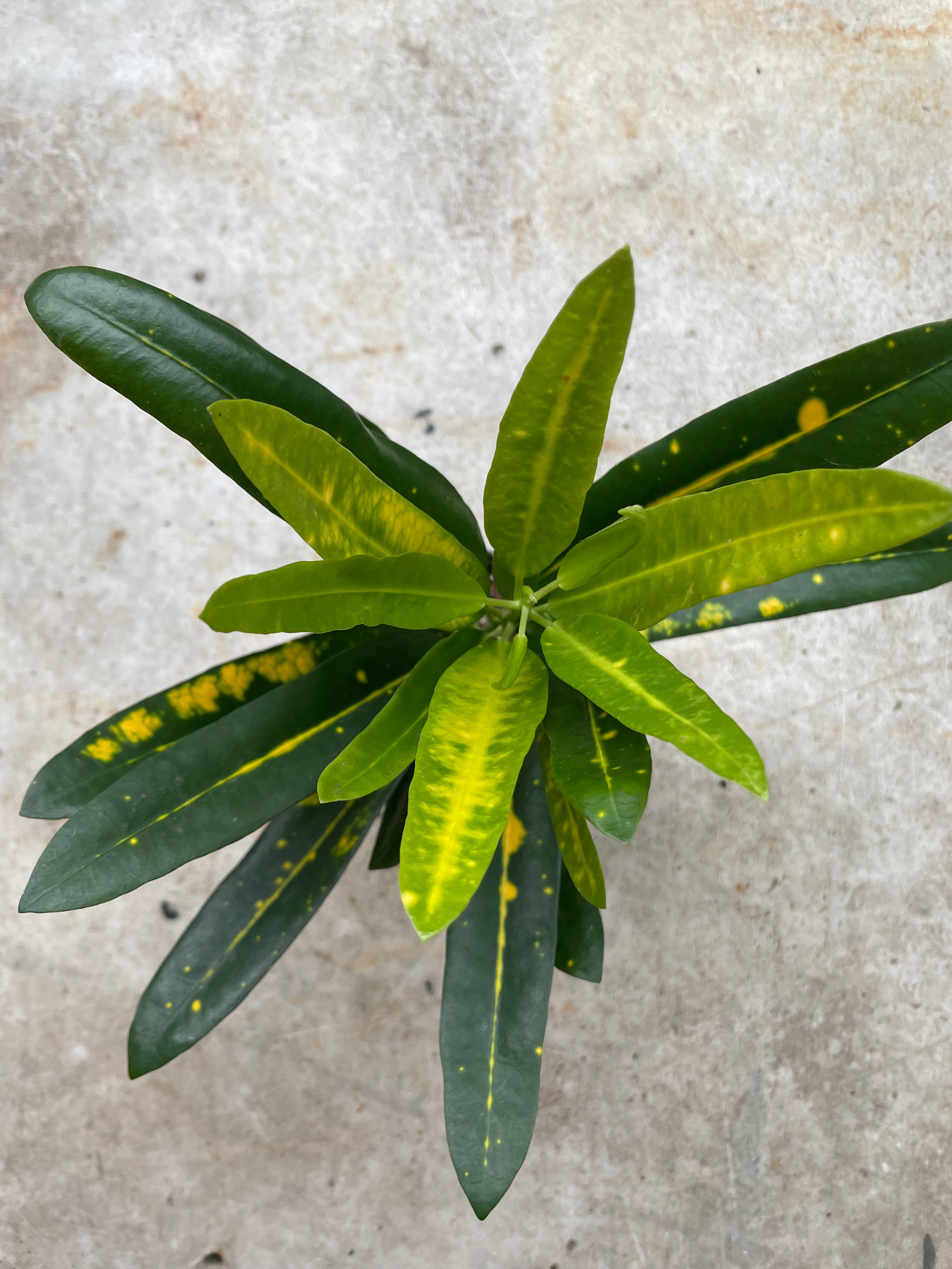 Codiaeum variagata Varieties (Croton/ Josephs Coat)