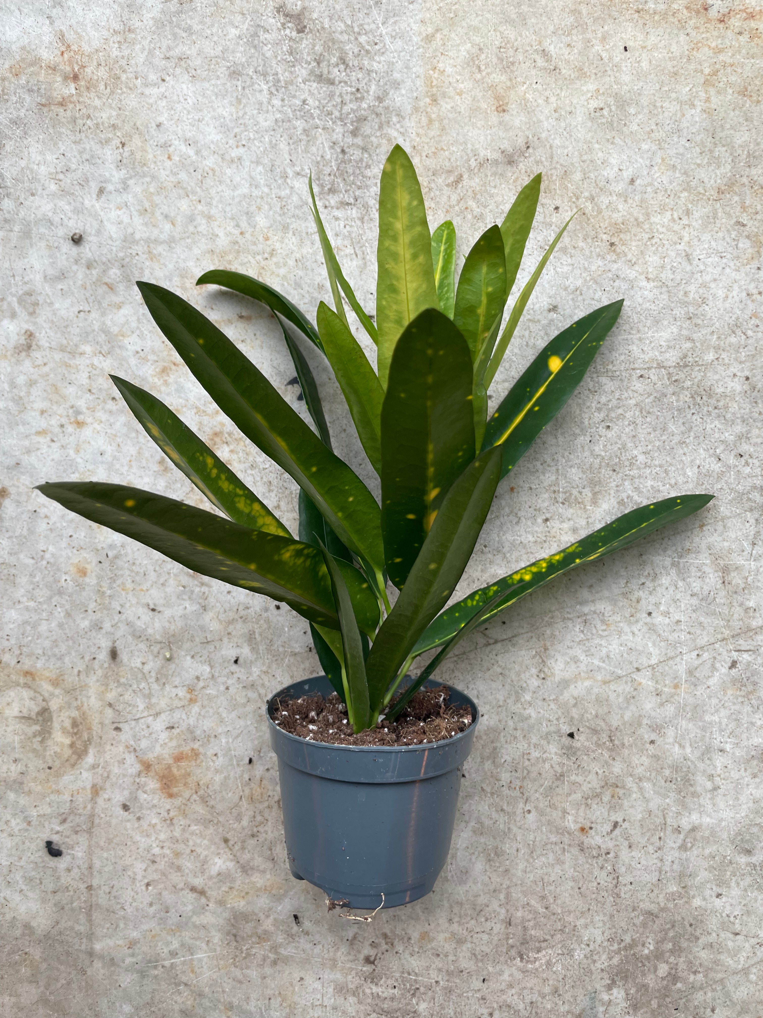 Codiaeum variagata Varieties (Croton/ Josephs Coat)