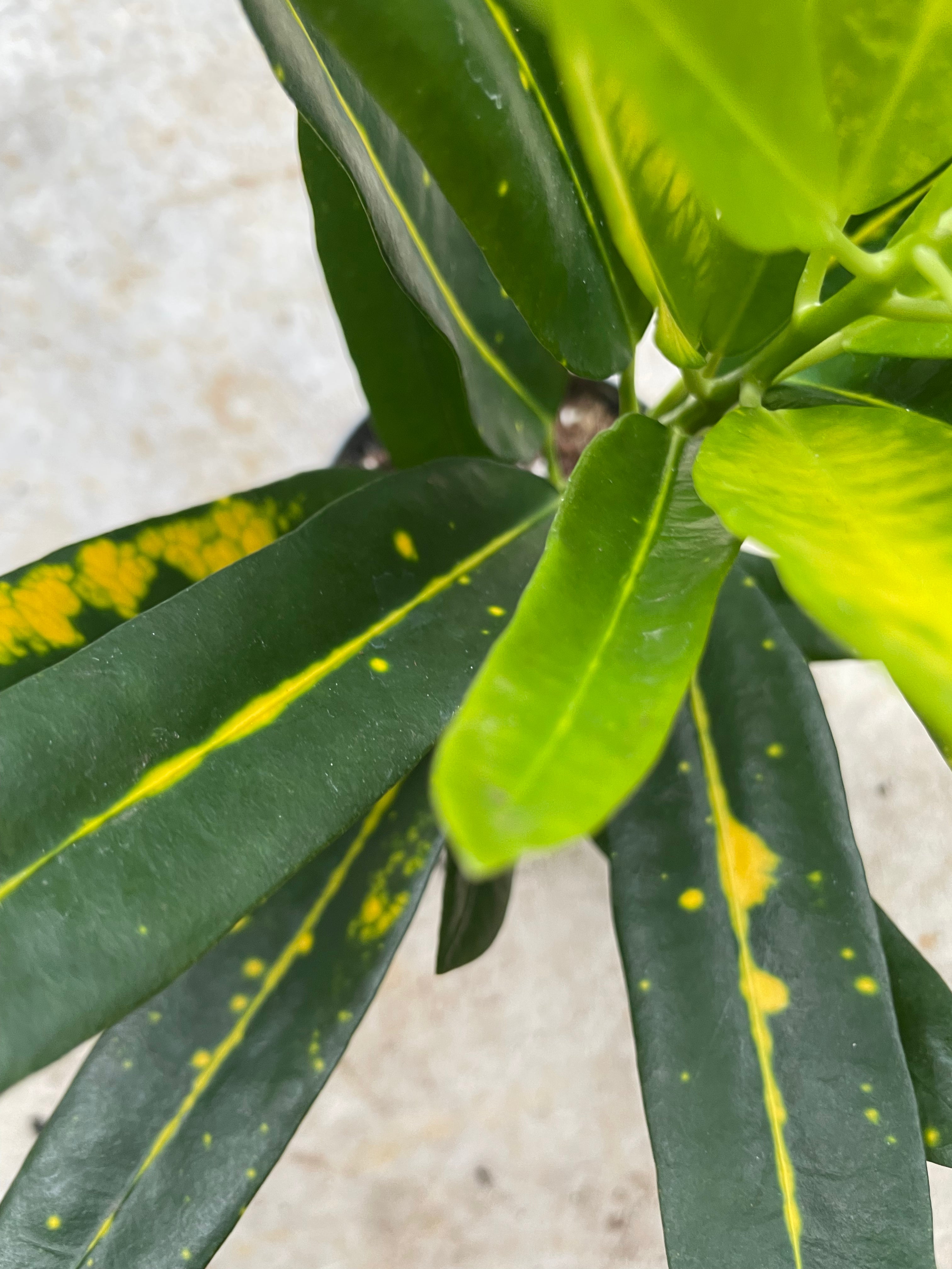 Codiaeum variagata Varieties (Croton/ Josephs Coat)