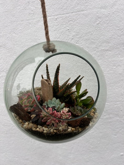 Hanging Succulent Globe Open Terrarium