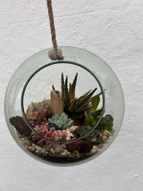 Hanging Succulent Globe Open Terrarium