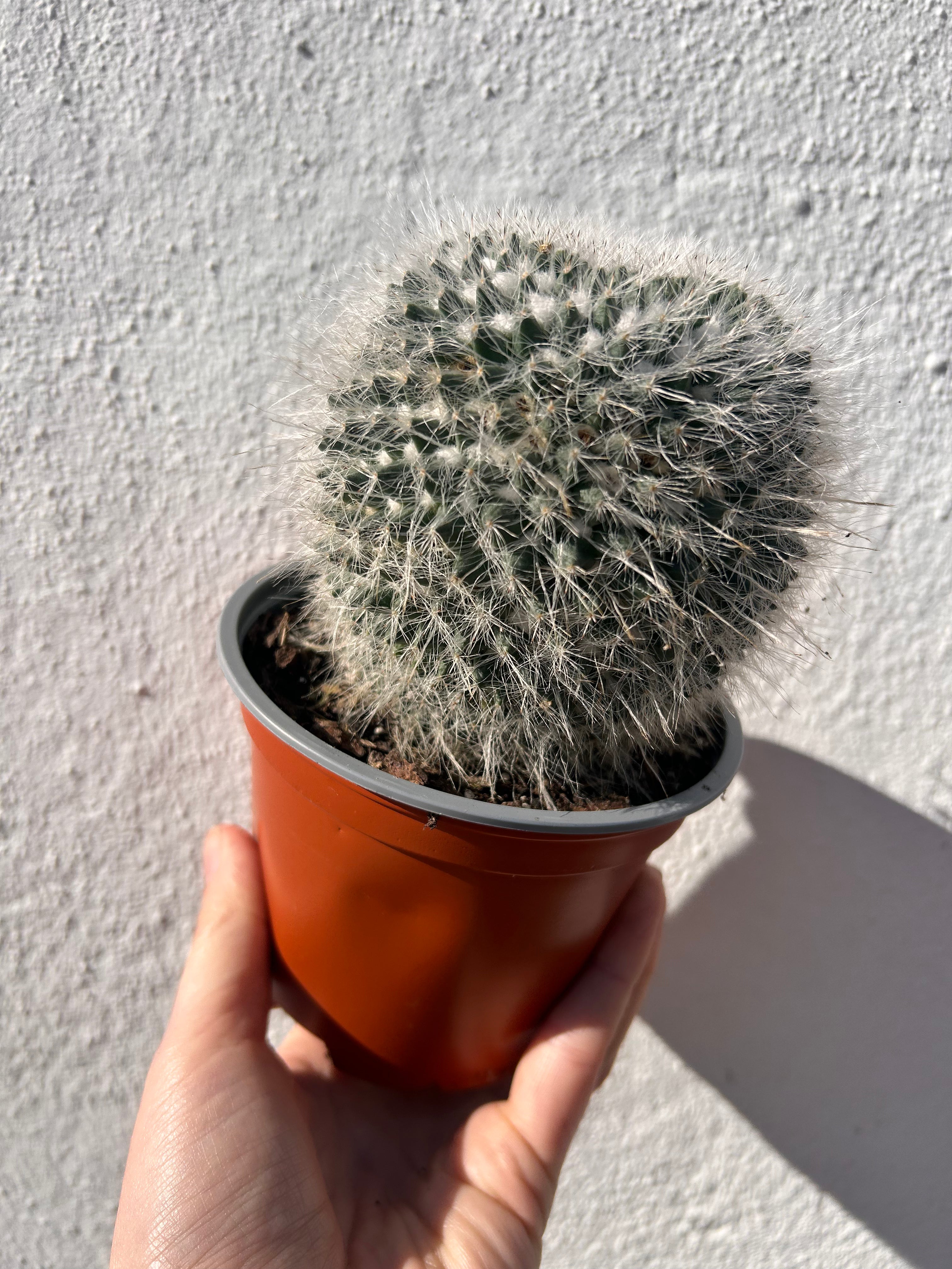 Mammillaria hahniana (Old lady cactus)