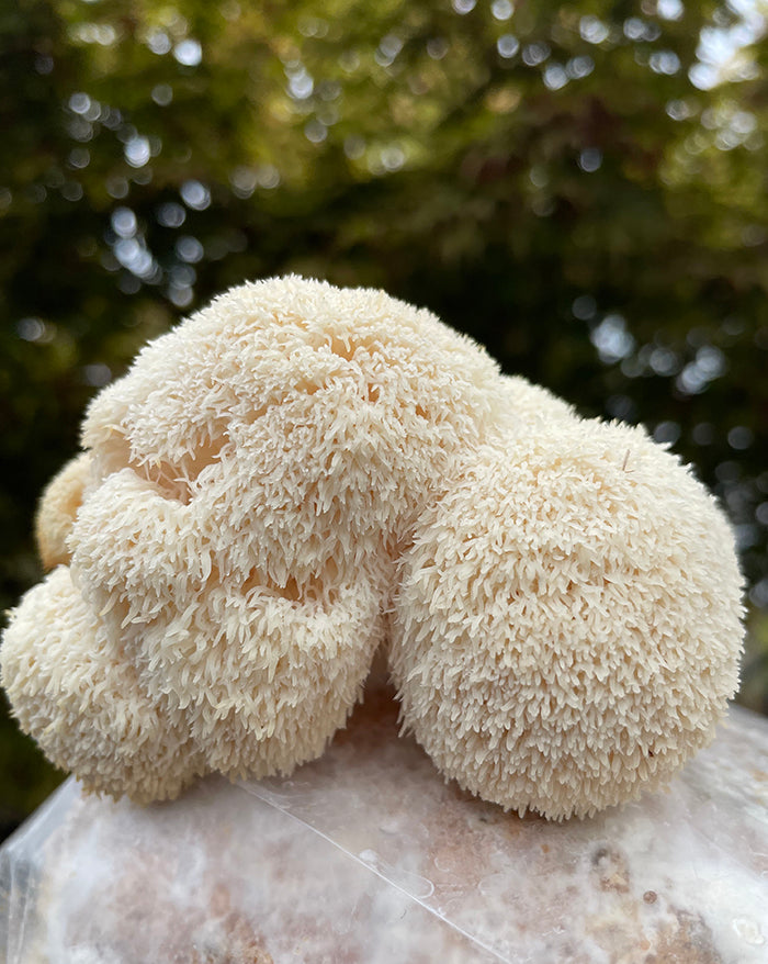 Caley Bros mushroom kits - direct from their workshop to your house!