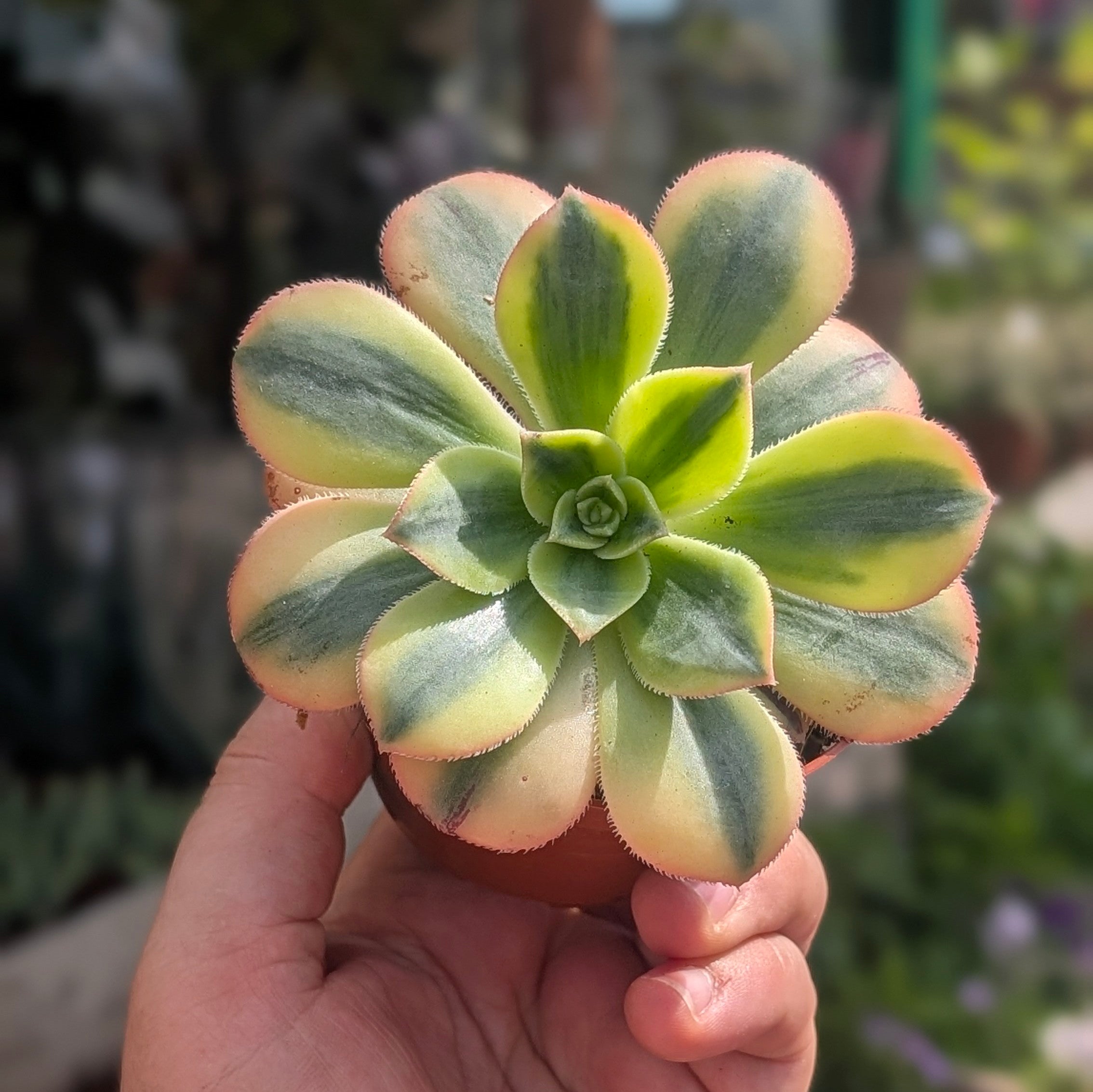 Aeonium arboreum Kiwi (Houseleek Tree)