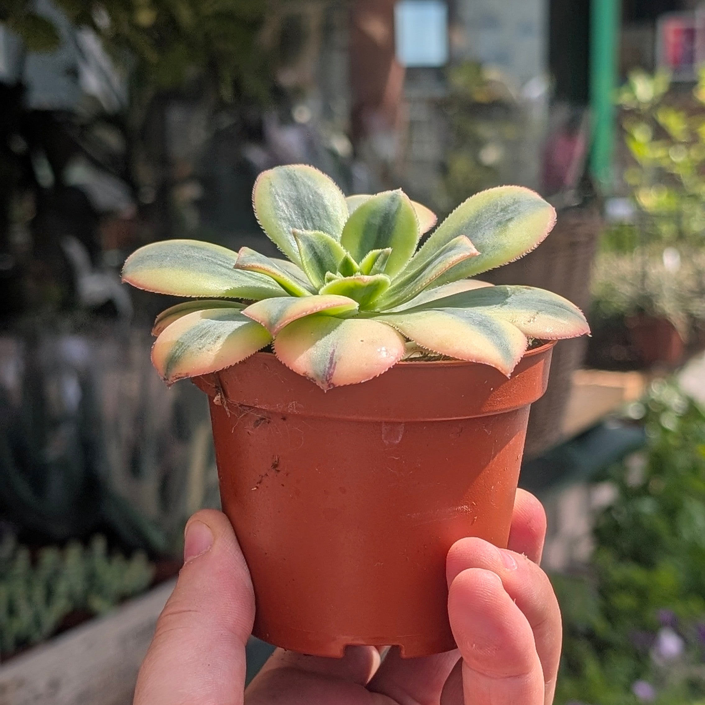 Aeonium arboreum Kiwi (Houseleek Tree)