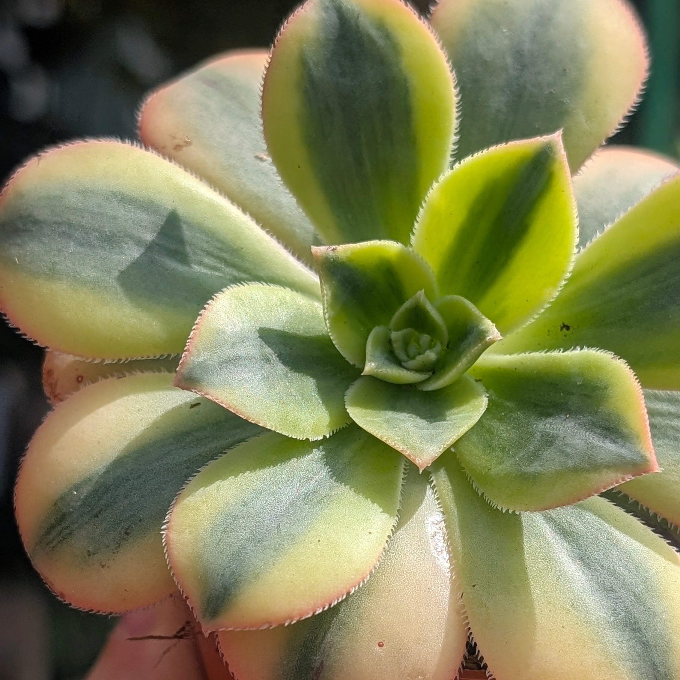Aeonium arboreum Kiwi (Houseleek Tree)