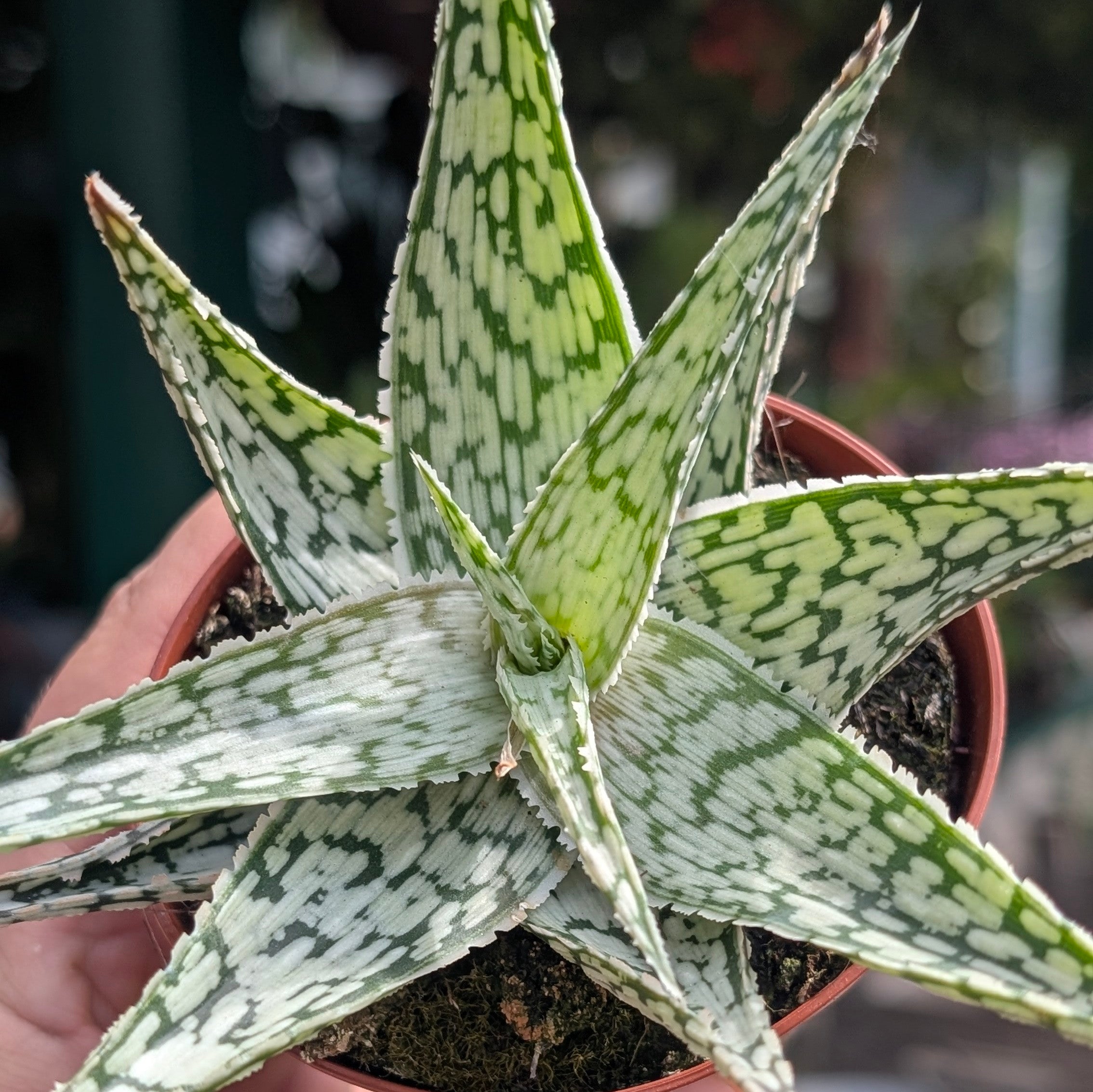 Aloe somaliensis (Somalian Aloe)