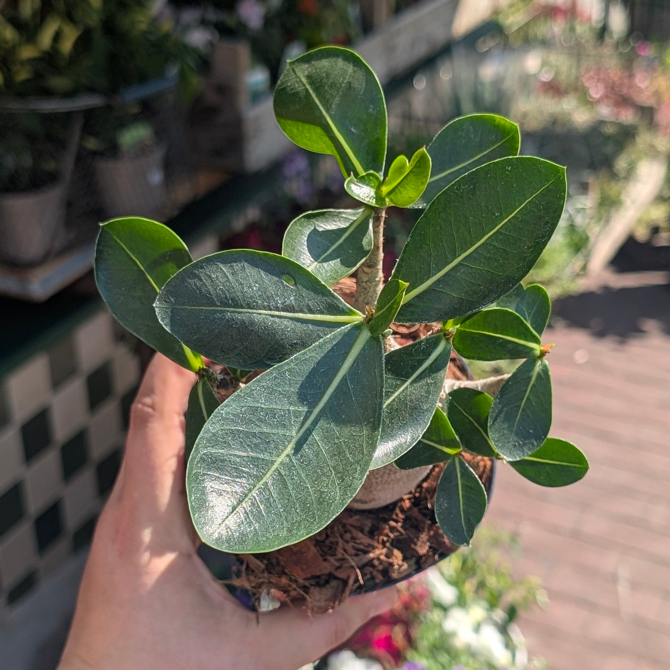 Adenium obesum &