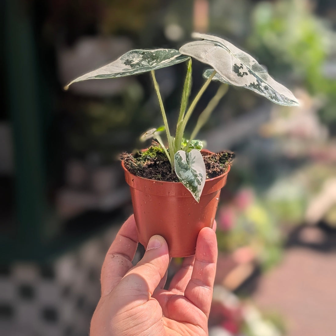 Alocasia micholitziana &