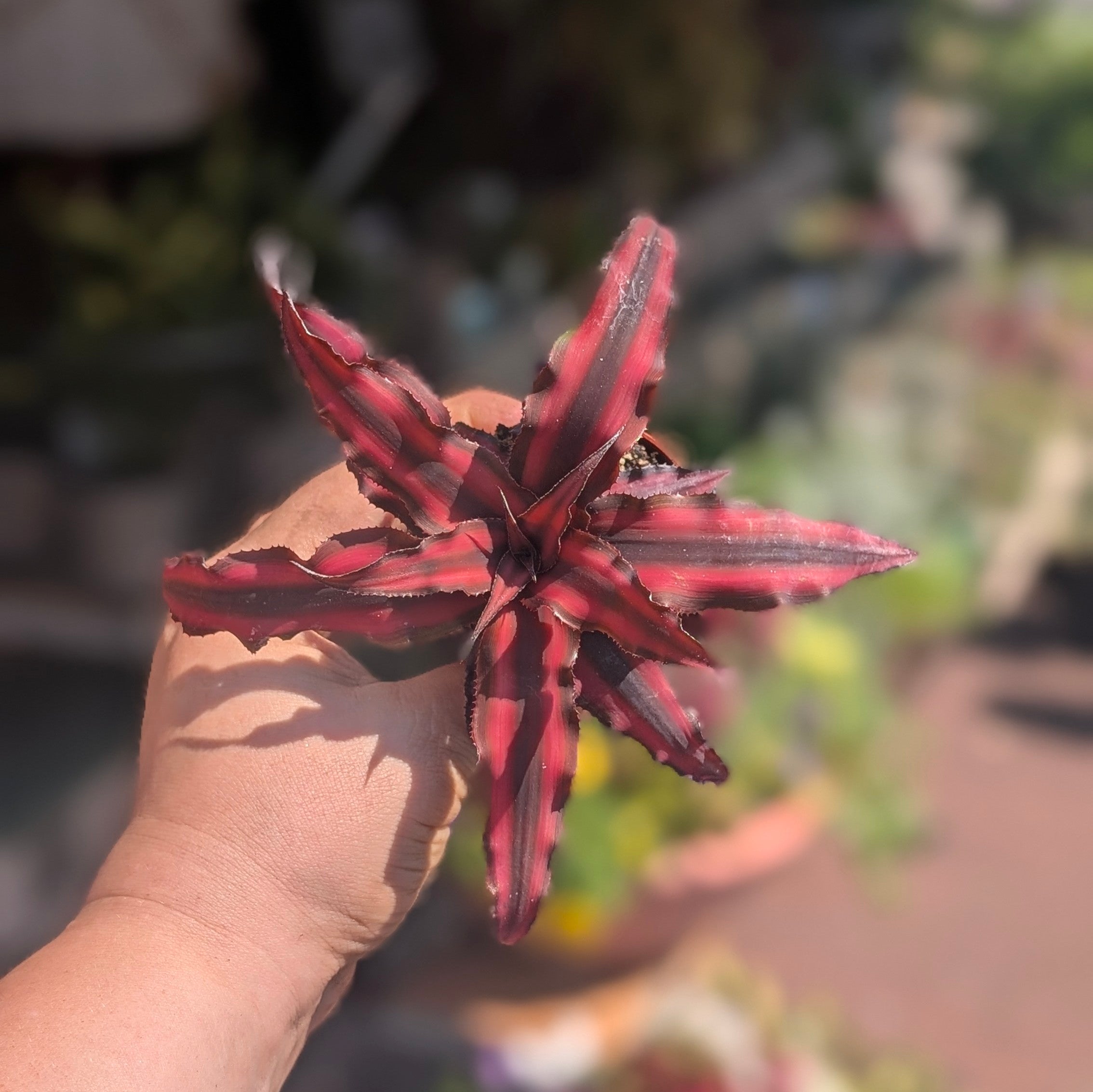 Cryptanthus bivittatus (Earth star)