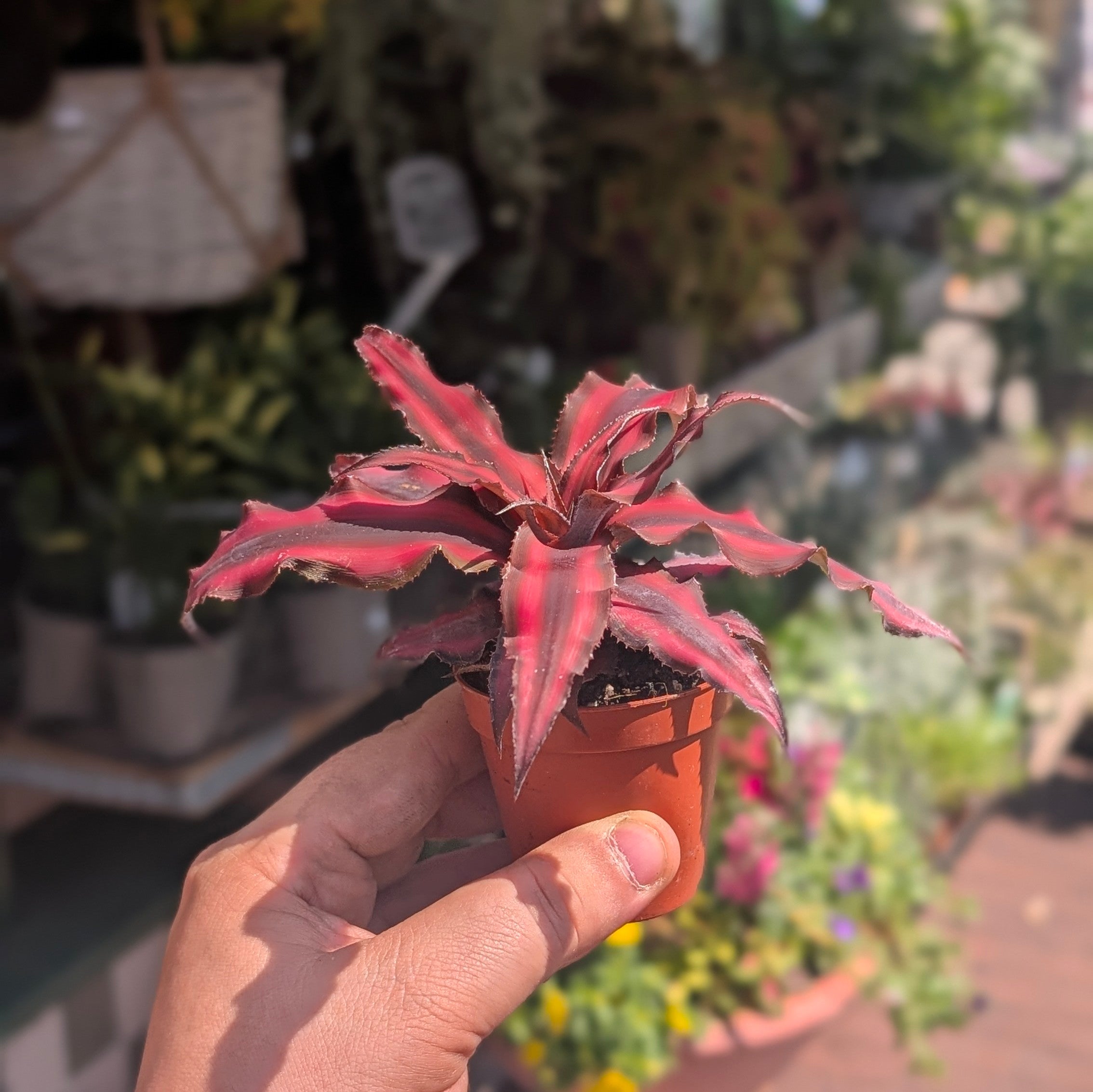 Cryptanthus bivittatus (Earth star)