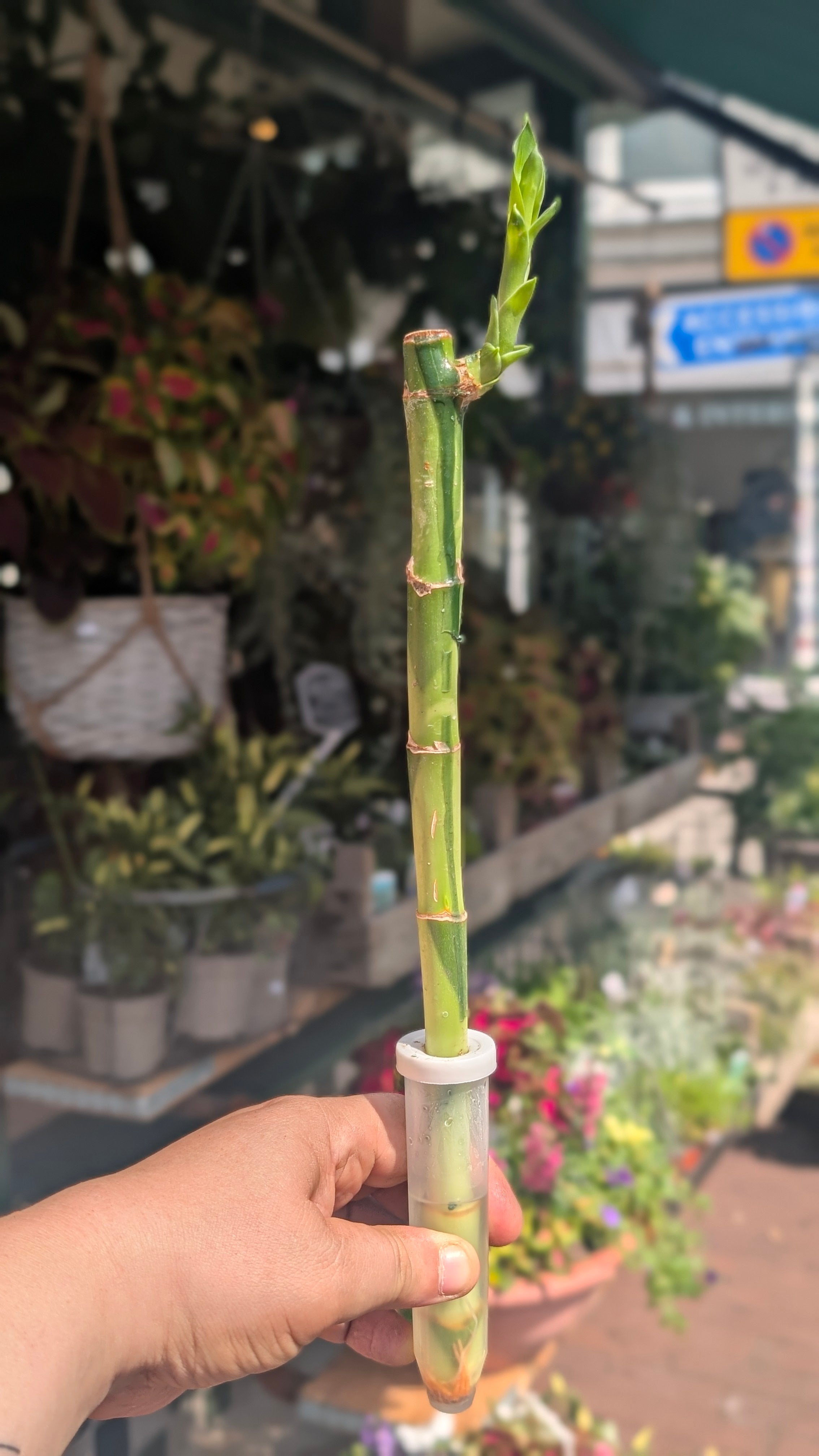 Lucky Bamboo – Straight Stem