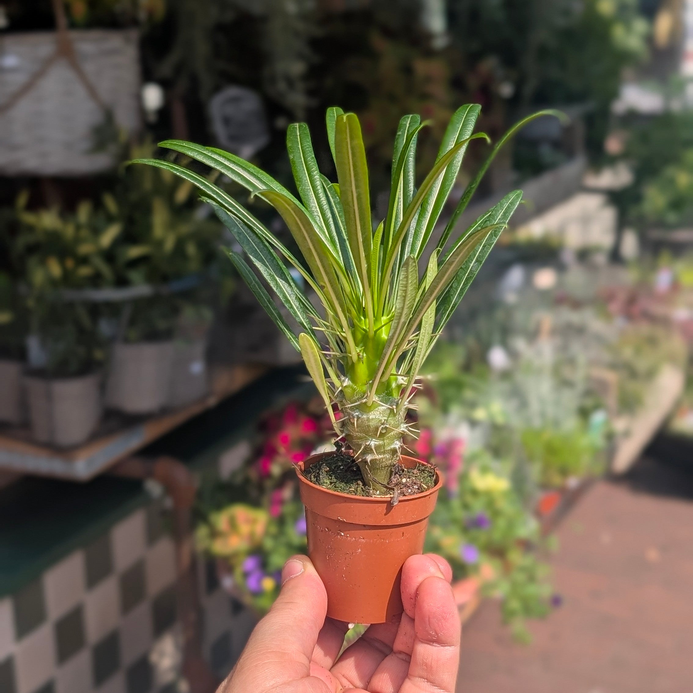 Pachypodium lamerei (Madagascar Palm)