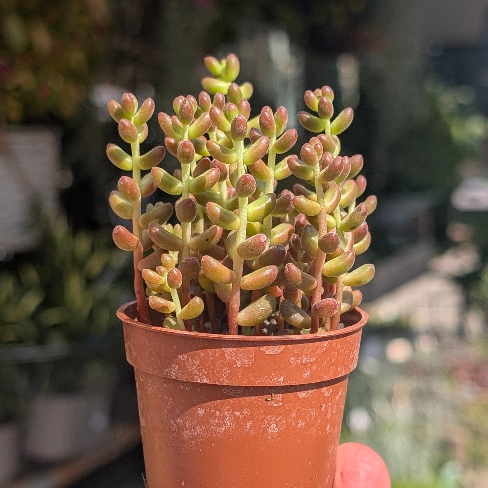 Sedum rubrotinctum (Red Jelly Beans)