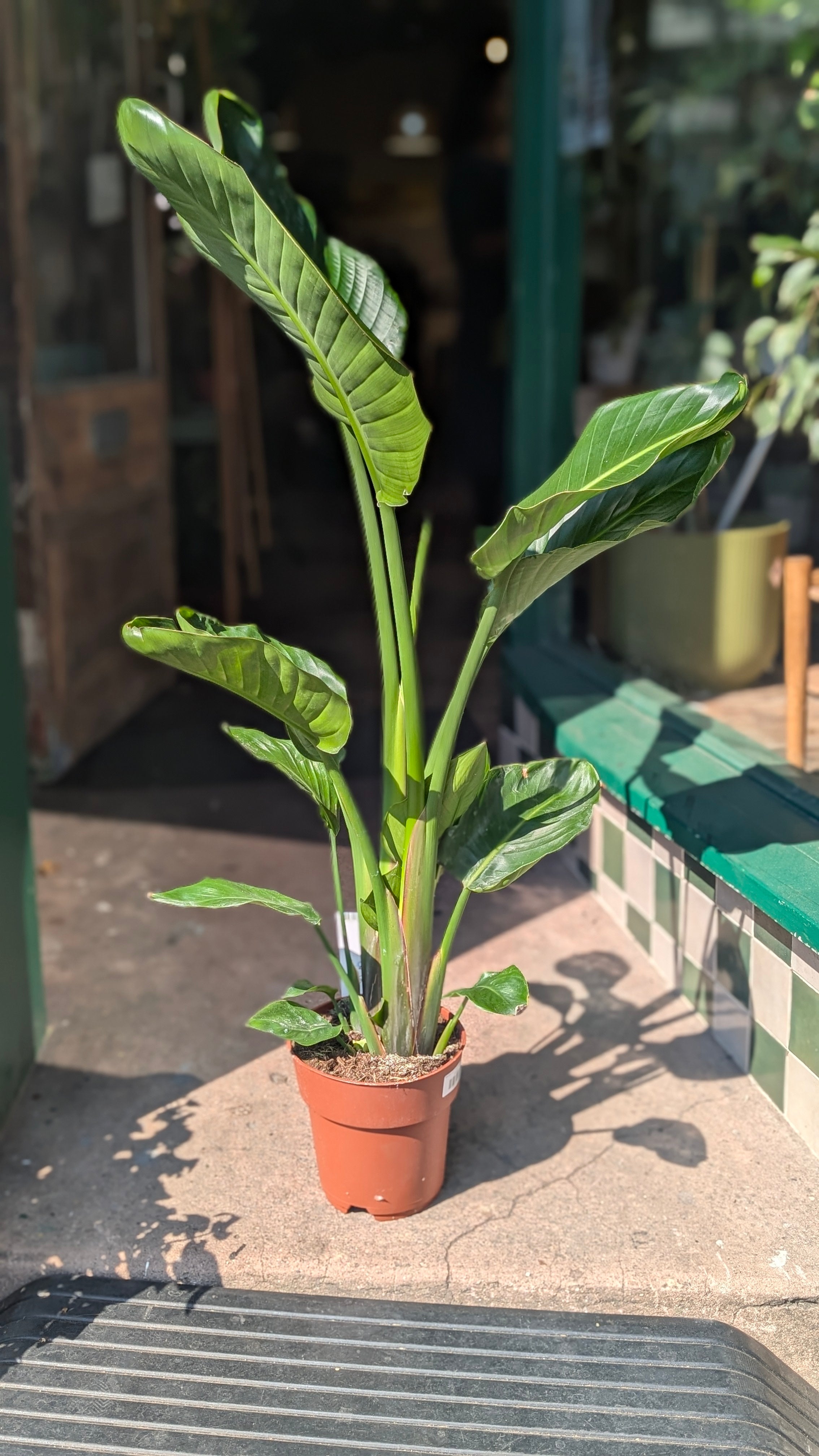 Strelitzia nicolai (White Bird of Paradise)