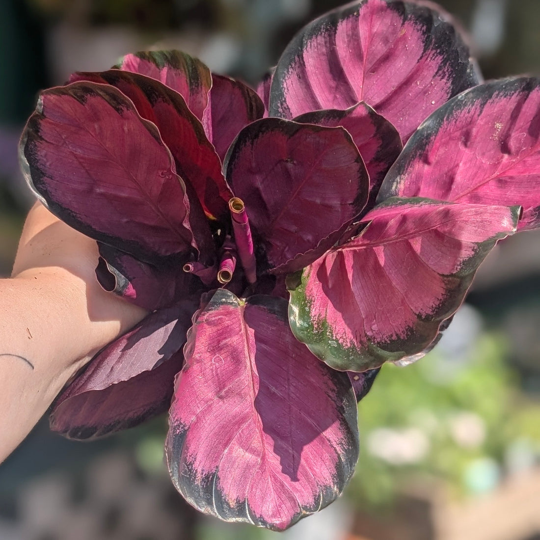Calathea roseopicta &