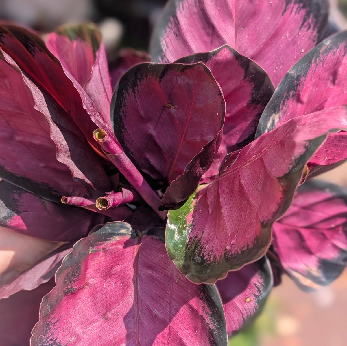 Calathea roseopicta &
