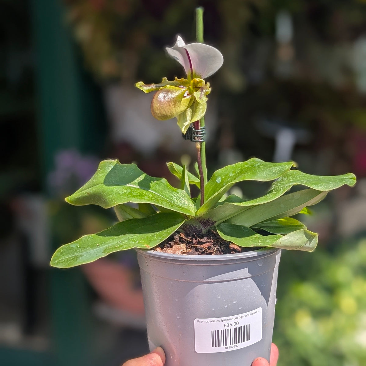 Paphiopedilum Spicerianum (Spicer&