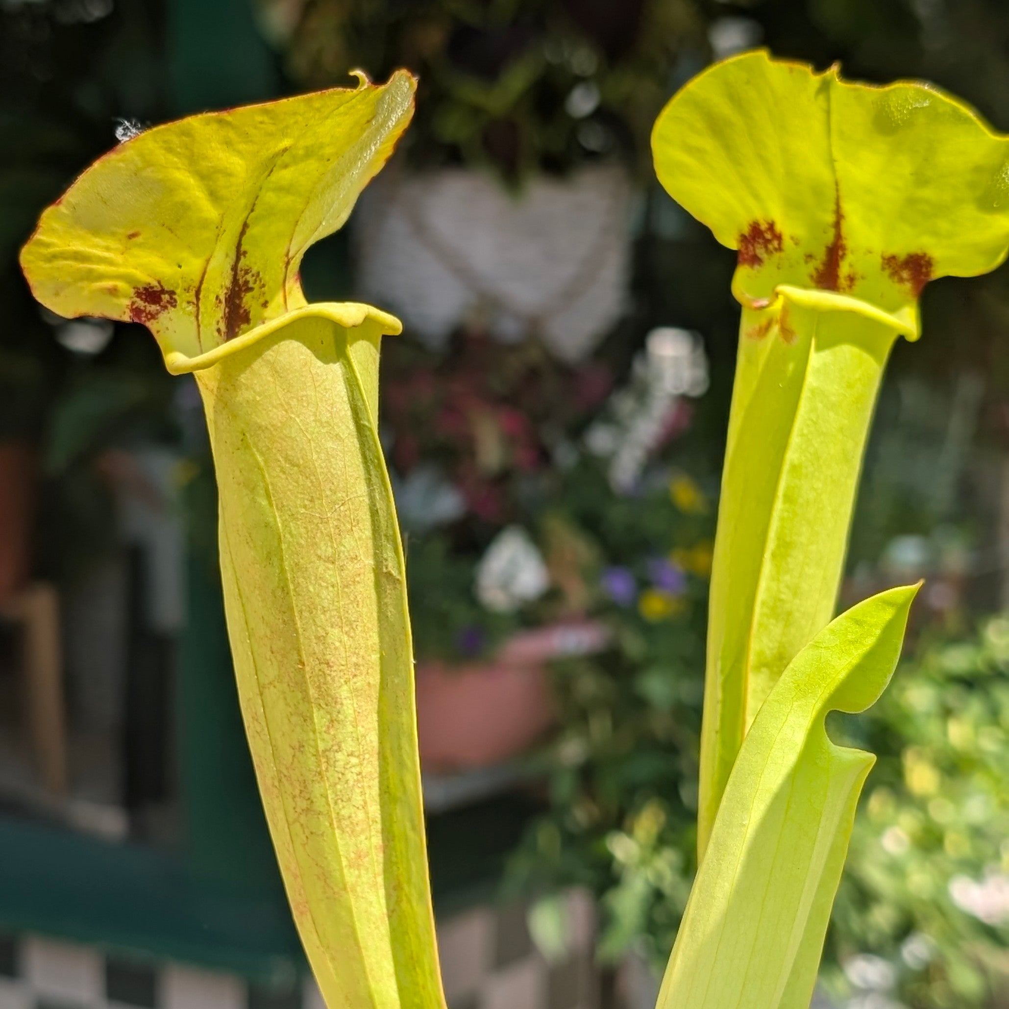 Sarracenia (Trumpet Pitcher plant)