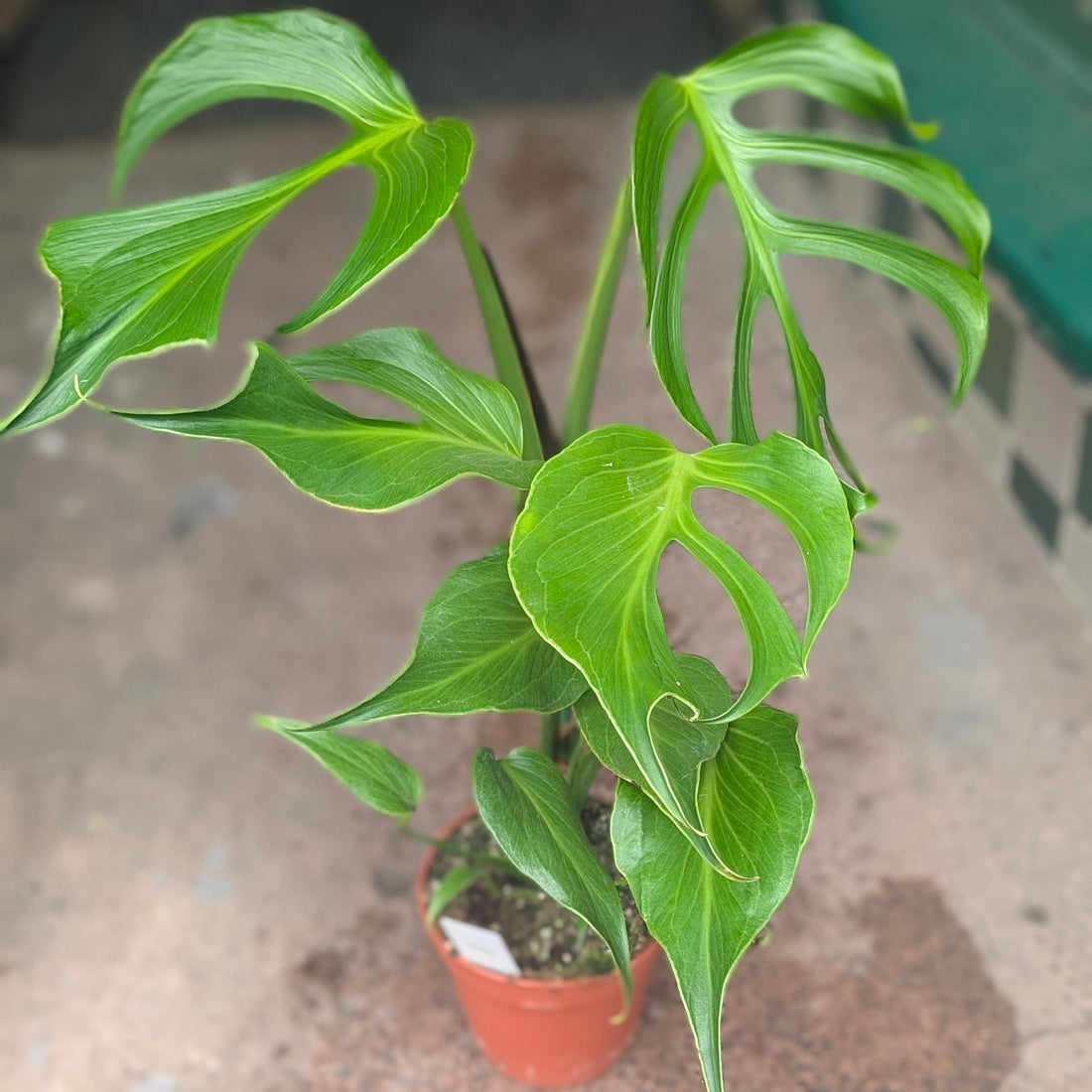 Monstera &