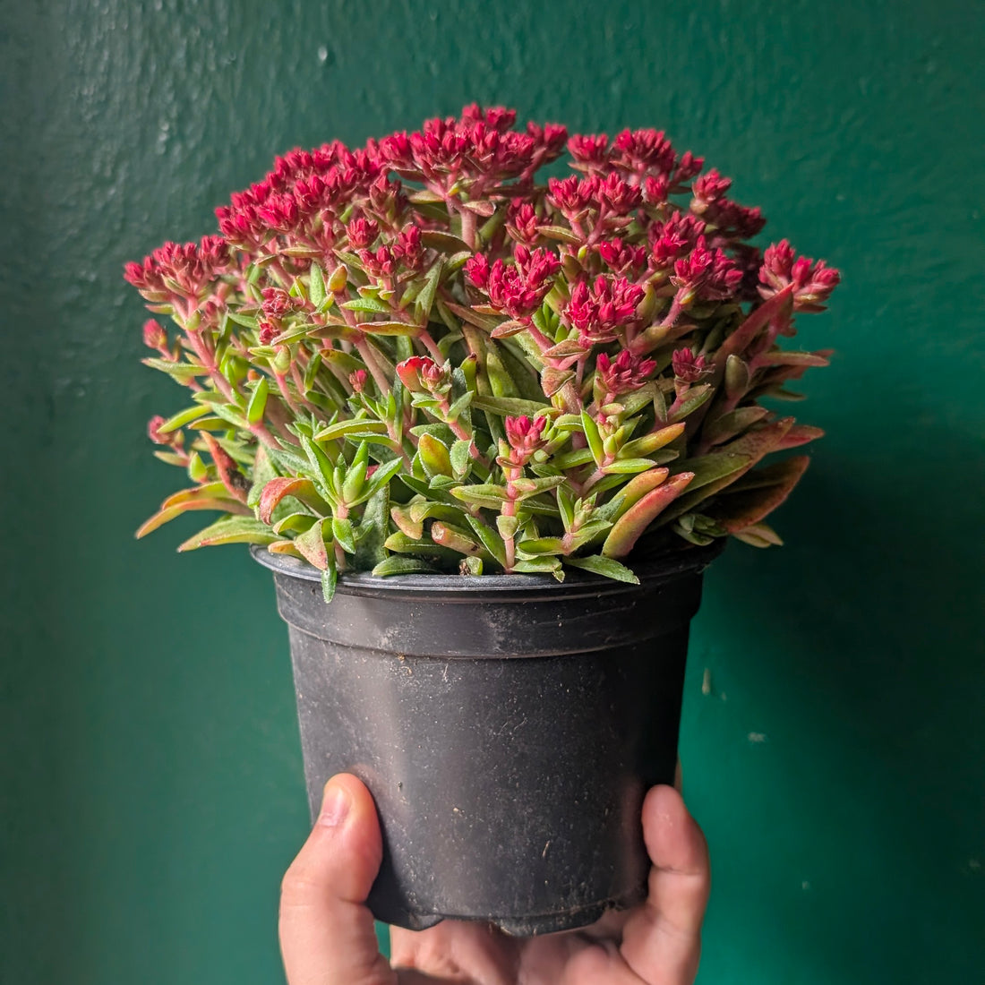 Crassula schmidtii (Fairy Tongue)