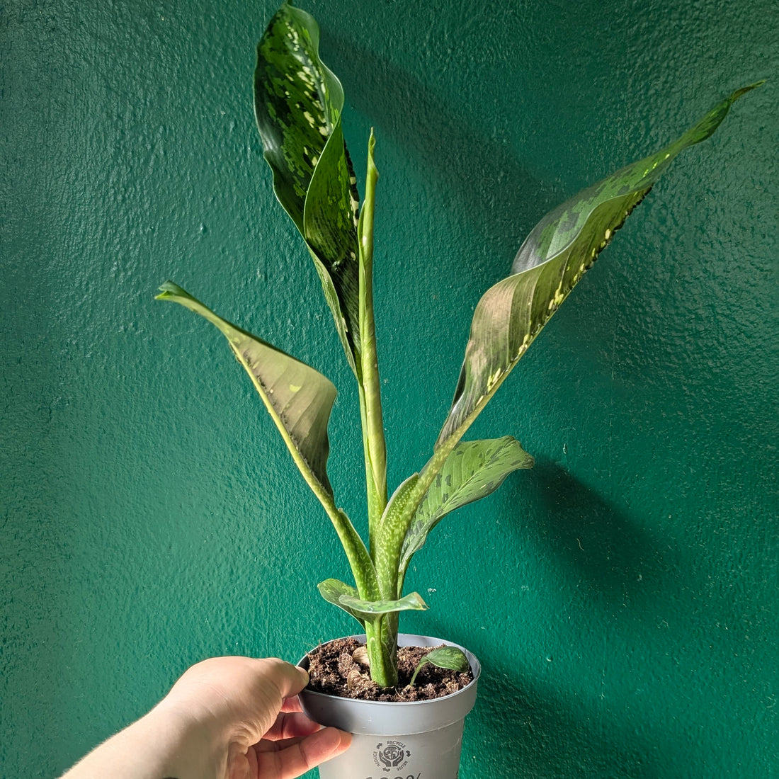 Dieffenbachia &