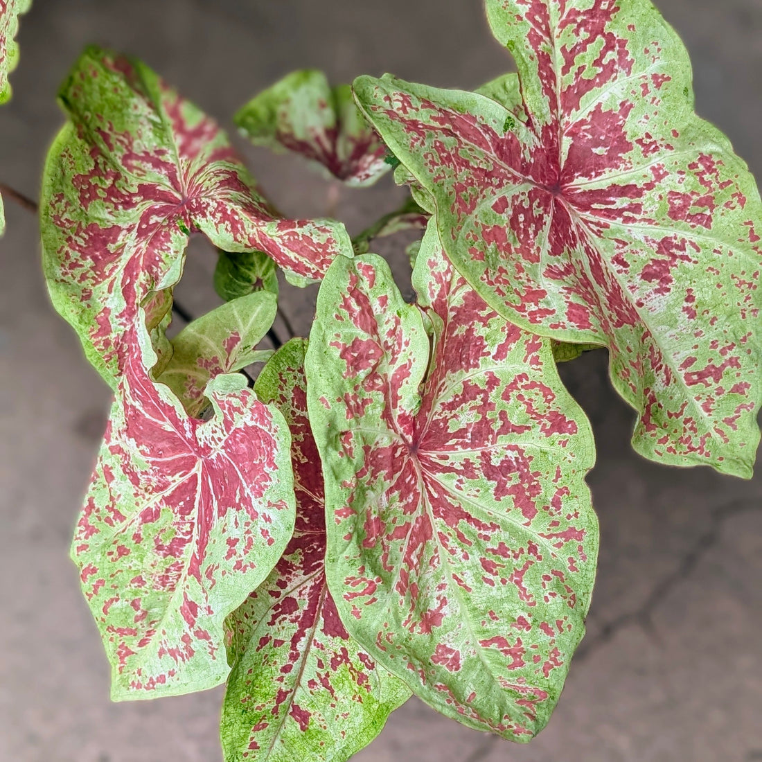 Caladium varieties (Elephant Ear/ Angel Wings)
