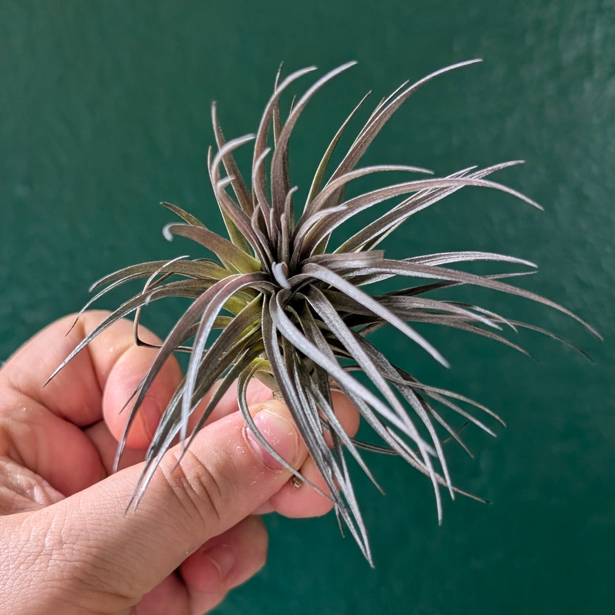 Tillandsia aeranthos (Air Plant)