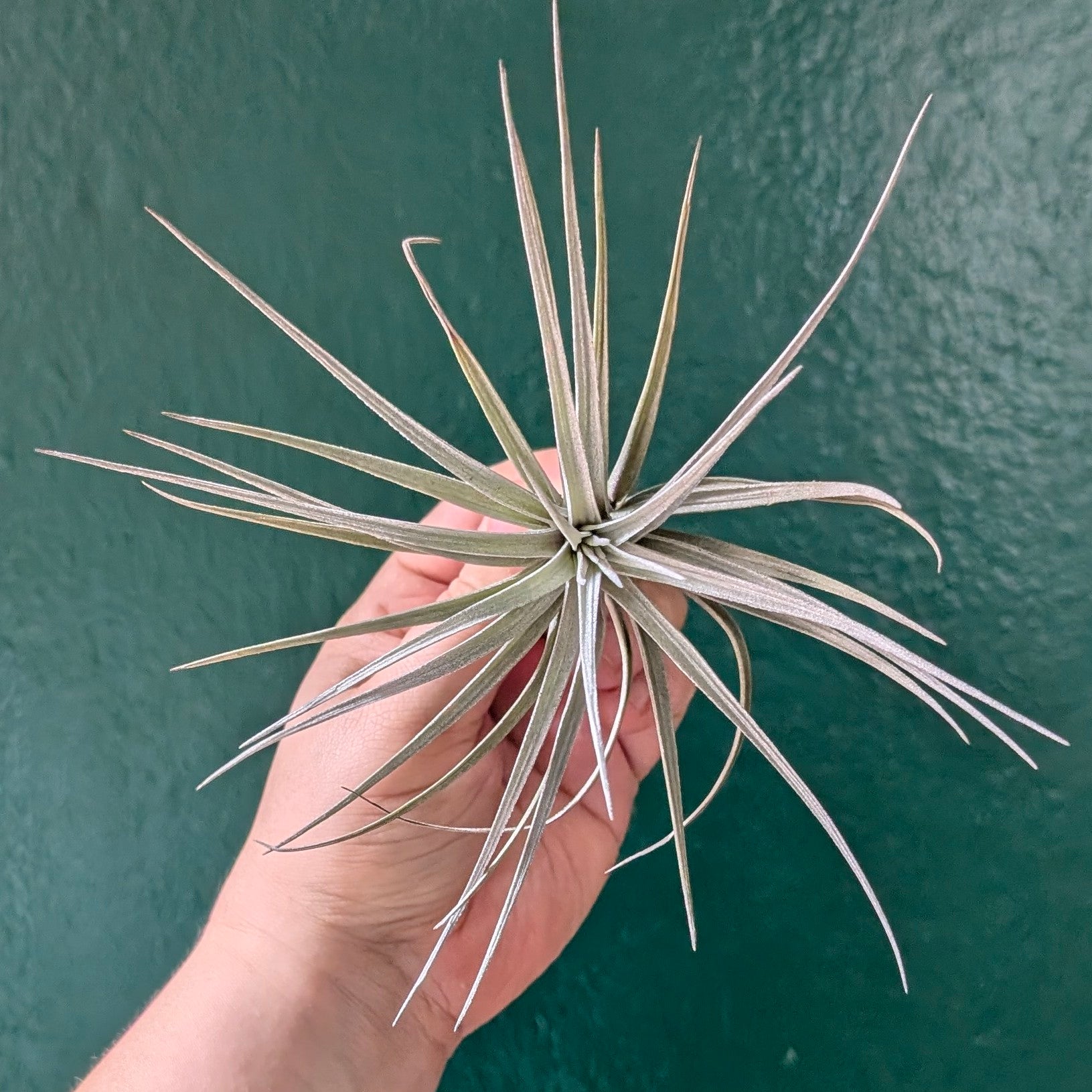 Tillandsia tenuifolia (Air Plant)