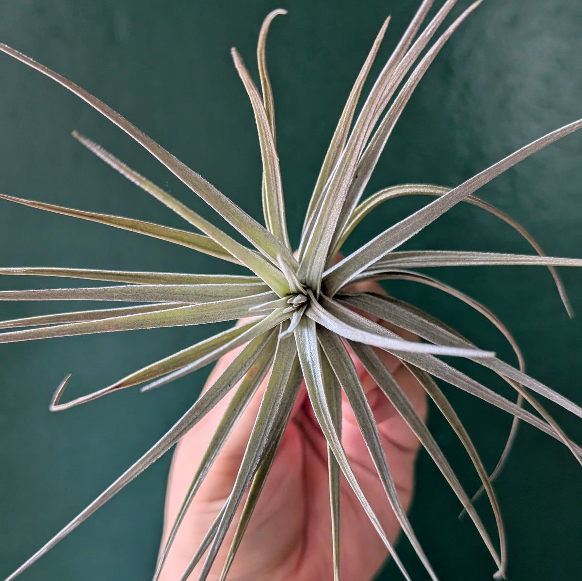 Tillandsia tenuifolia (Air Plant)