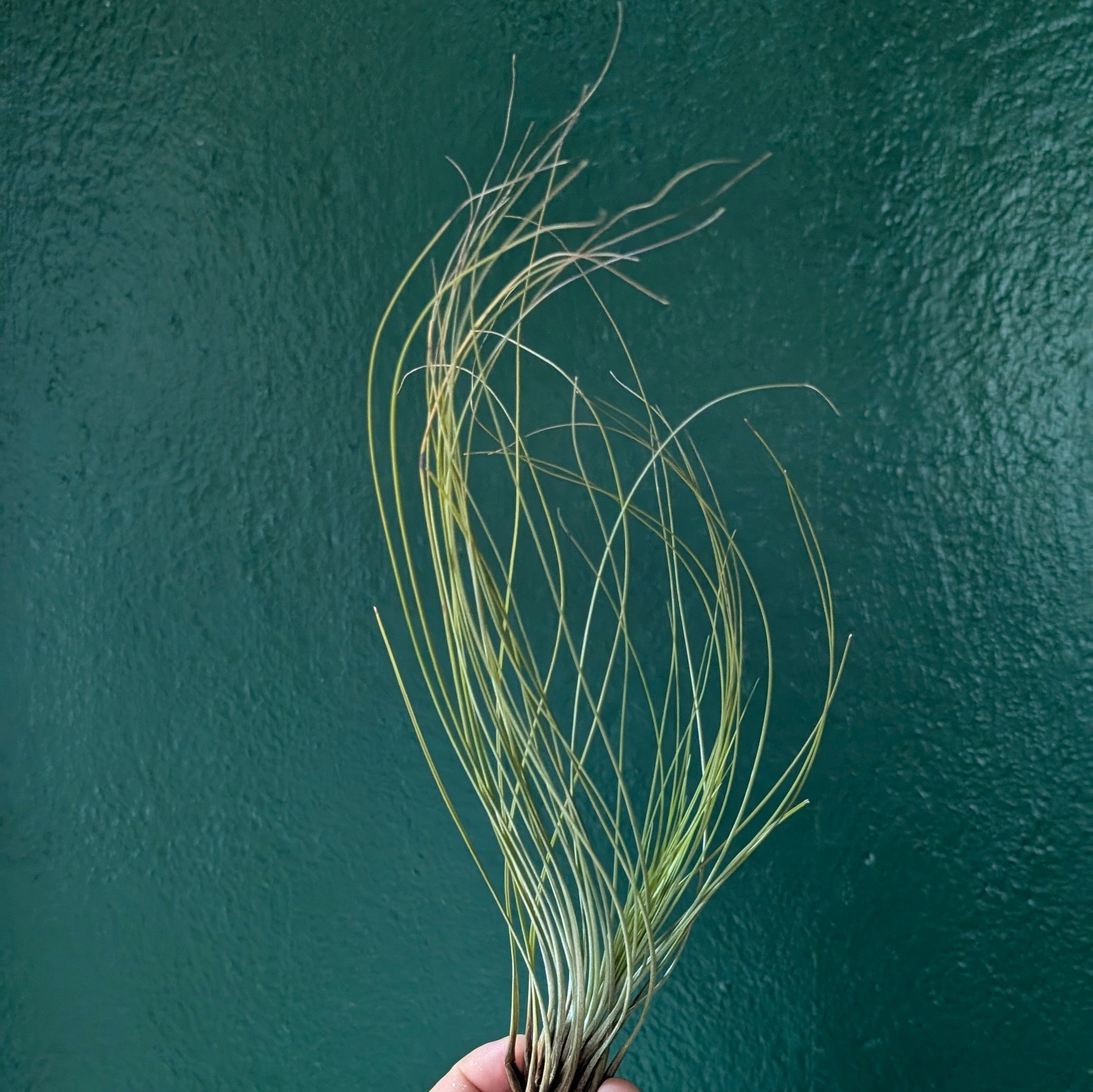 Tillandsia Juncifolia (Air Plant)