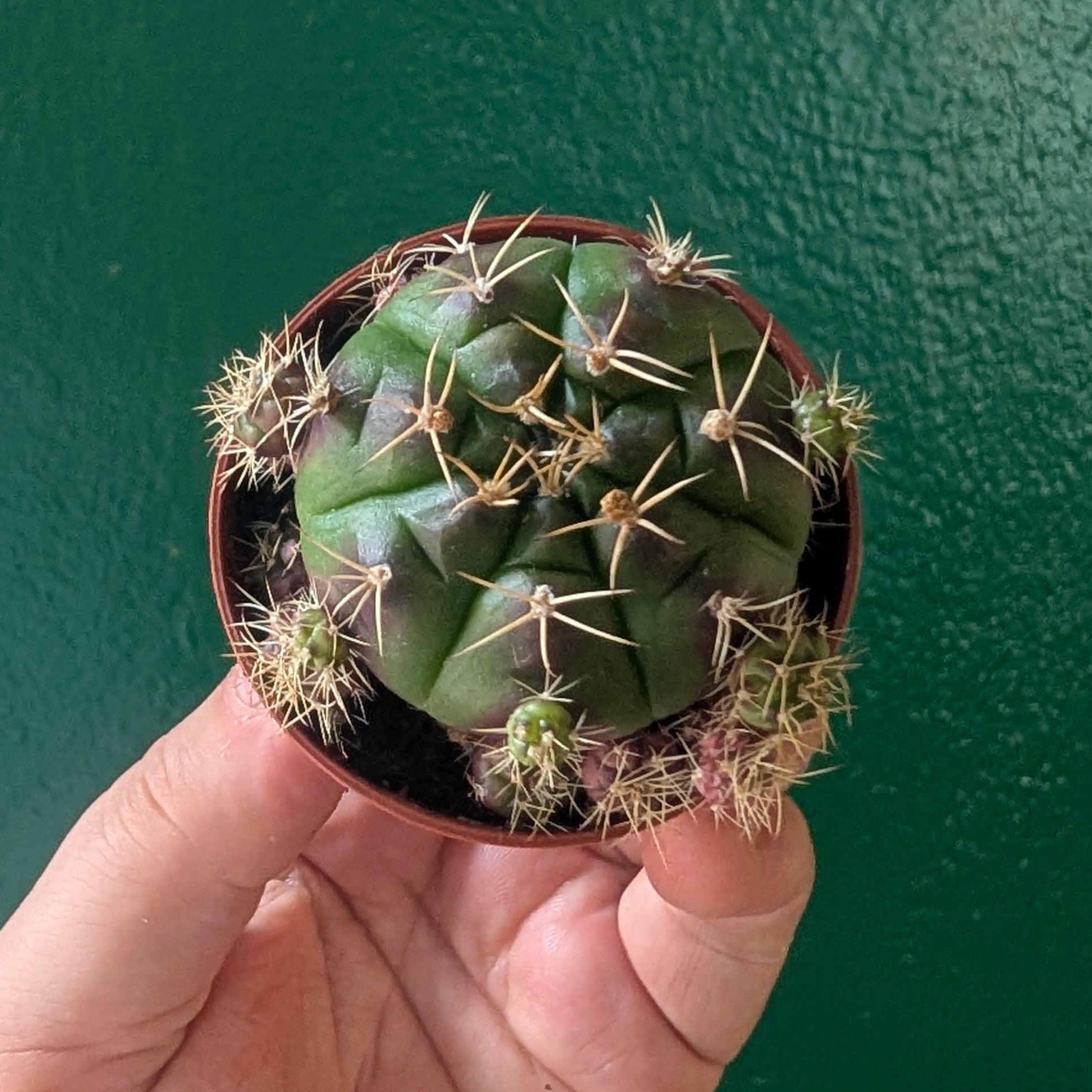 Gymnocalycium damsi var. multiproliferum (Chin Cactus)