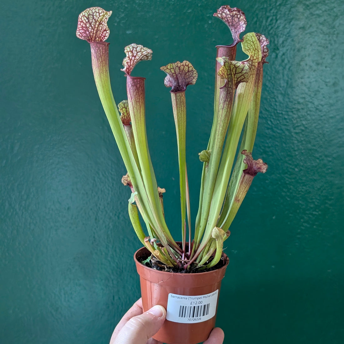 Sarracenia (Trumpet Pitcher plant)