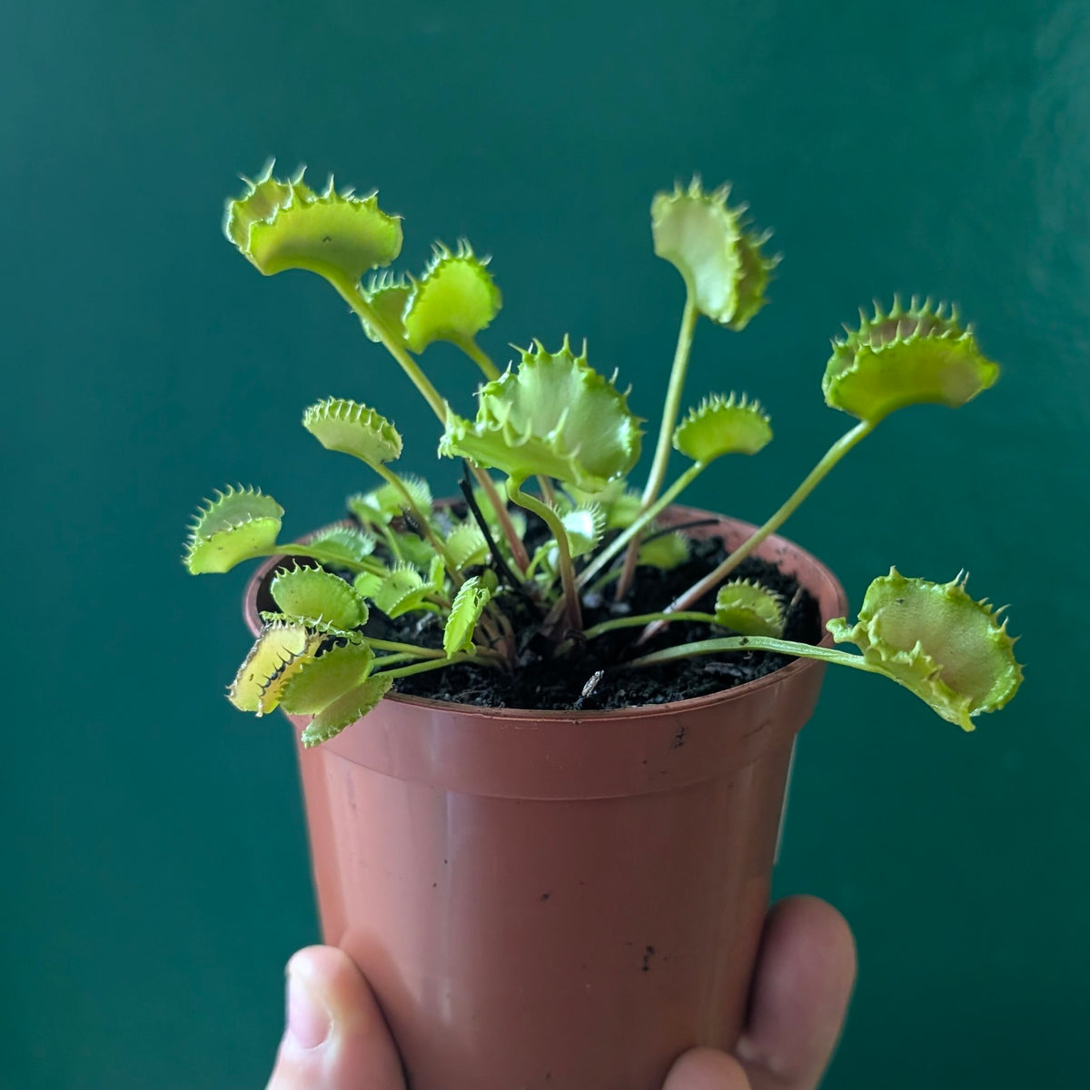 Dionaea muscipula &